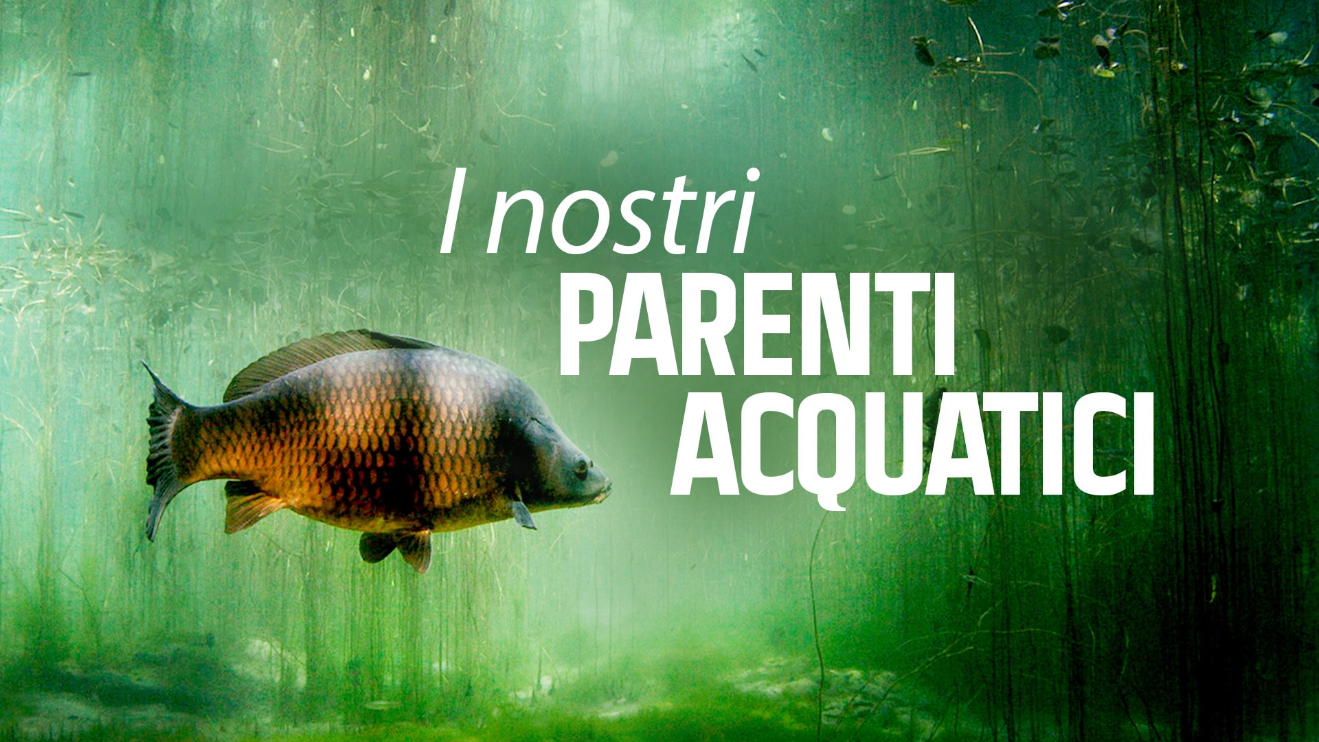 I nostri parenti acquatici