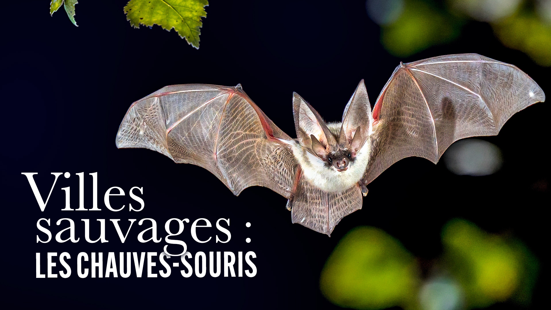 Villes sauvages : les chauves-souris