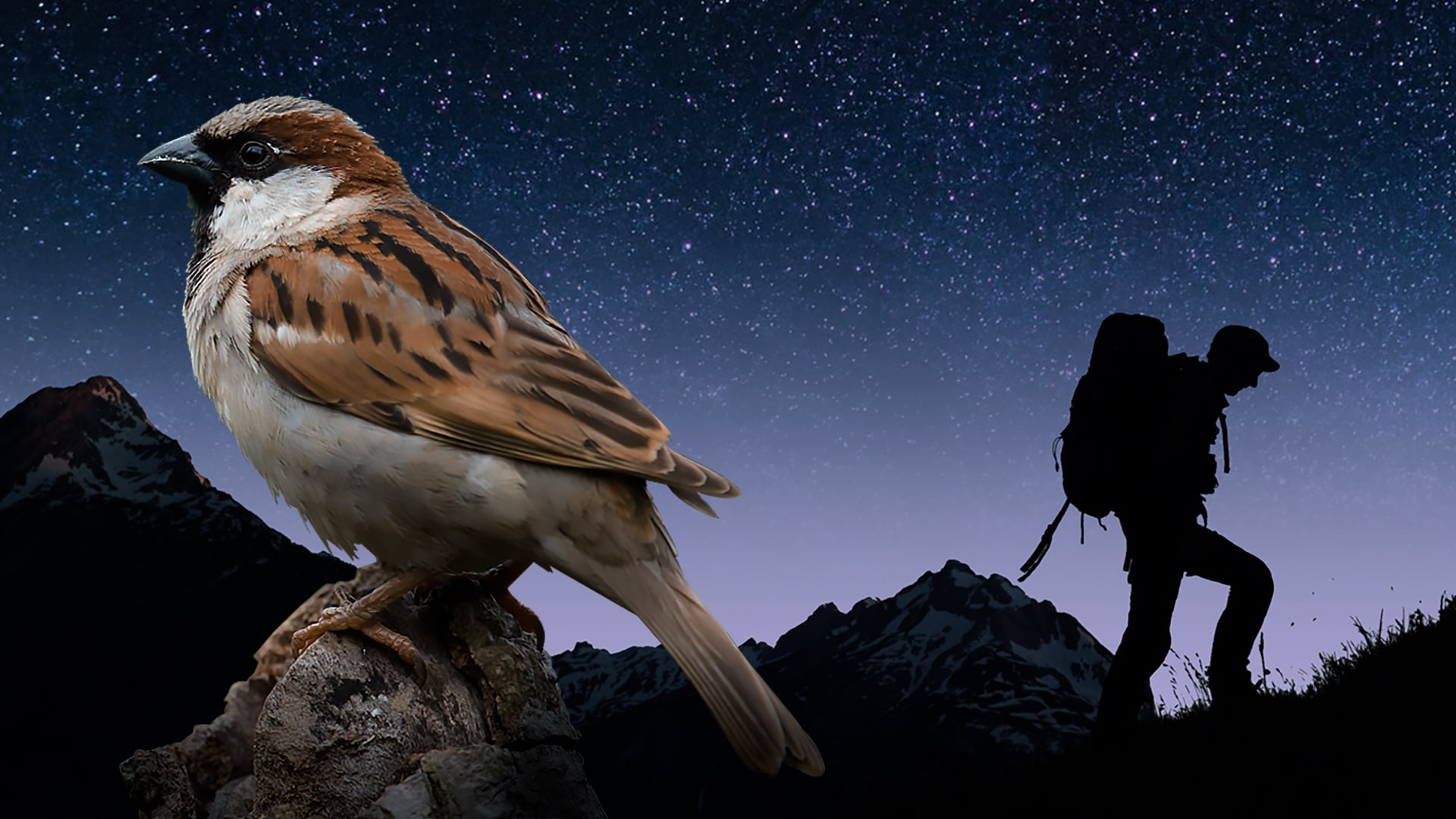 Moineau, ce lanceur d’alertes