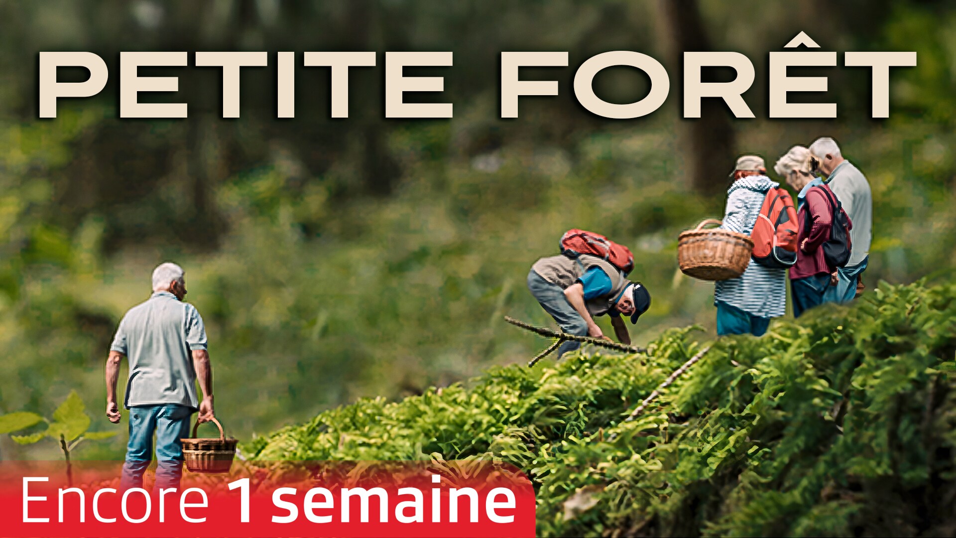 Petite forêt