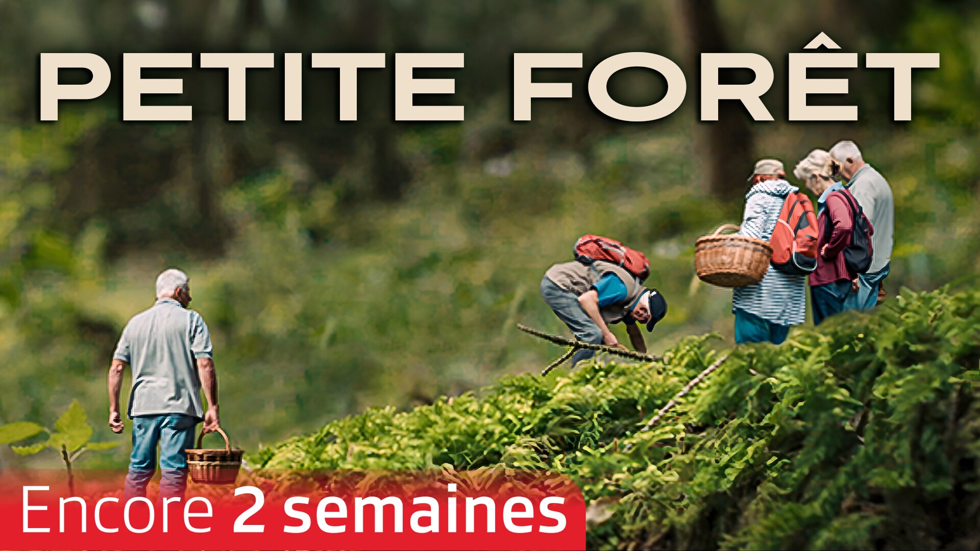 Petite forêt