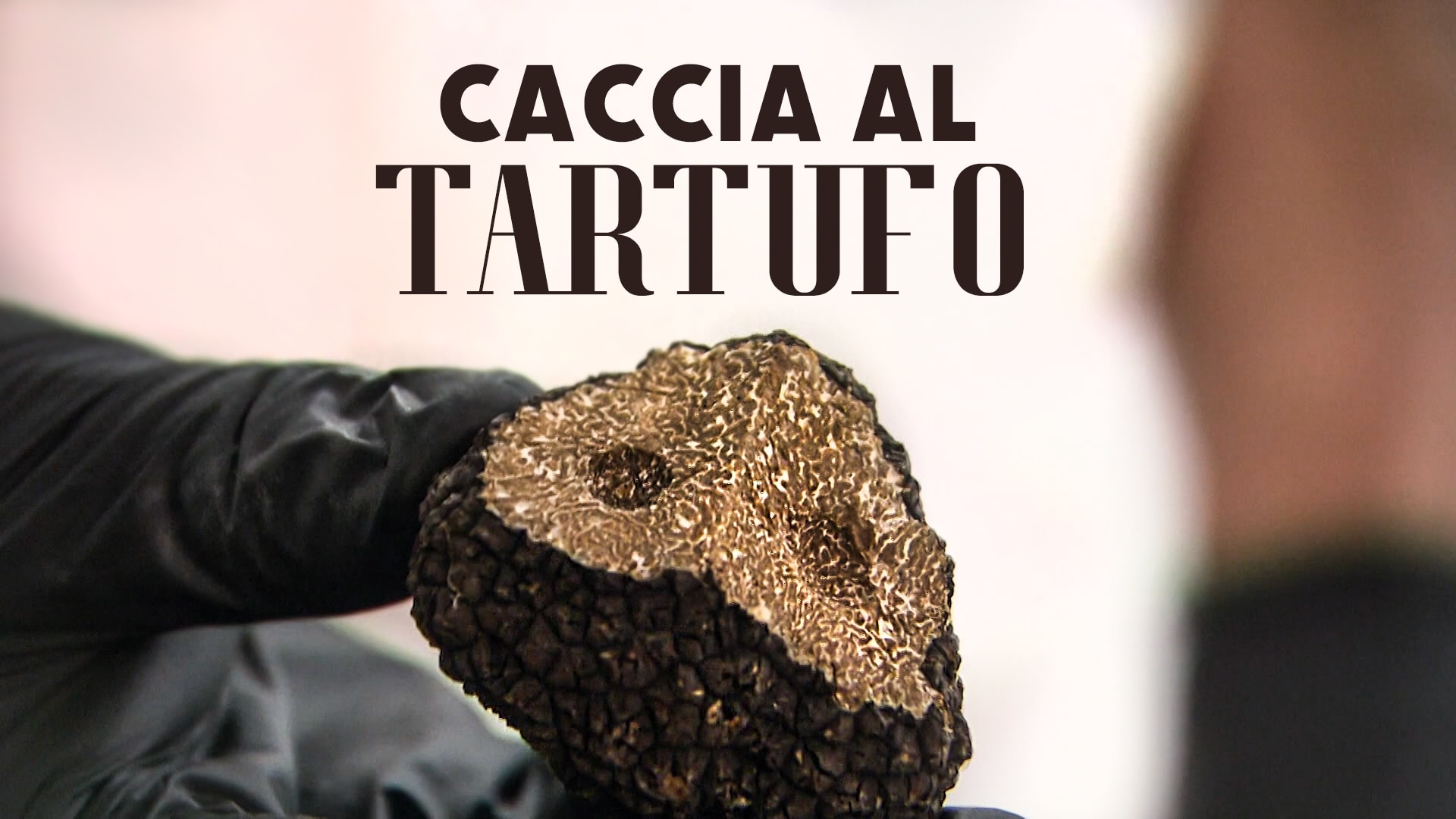 Caccia al tartufo