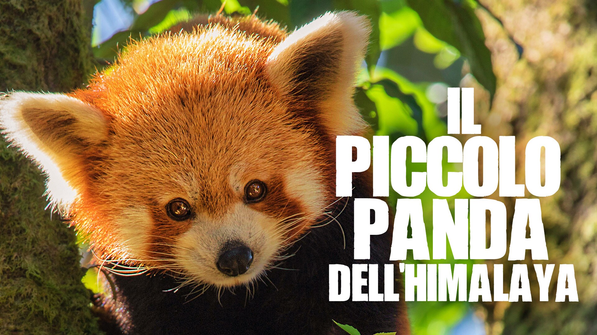 Il piccolo panda dell'Himalaya