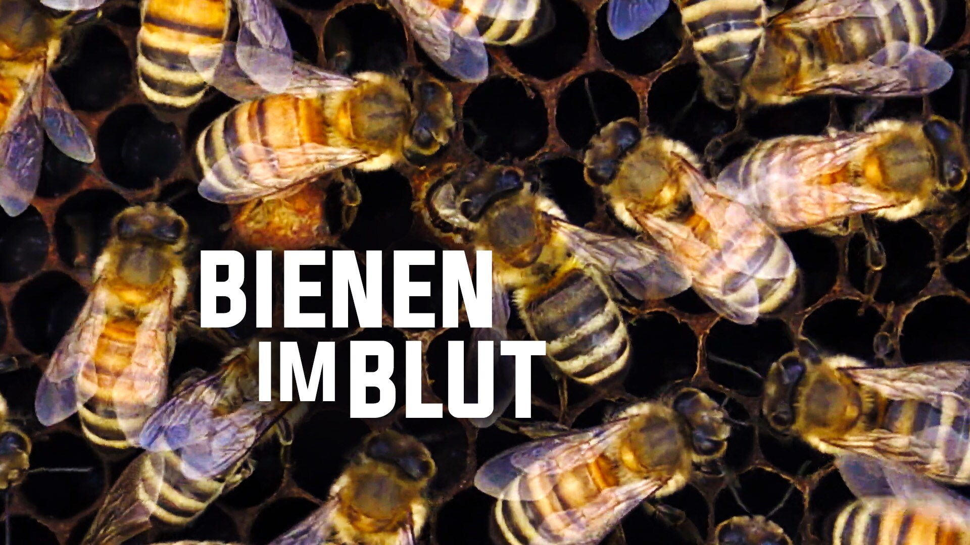 Bienen im Blut