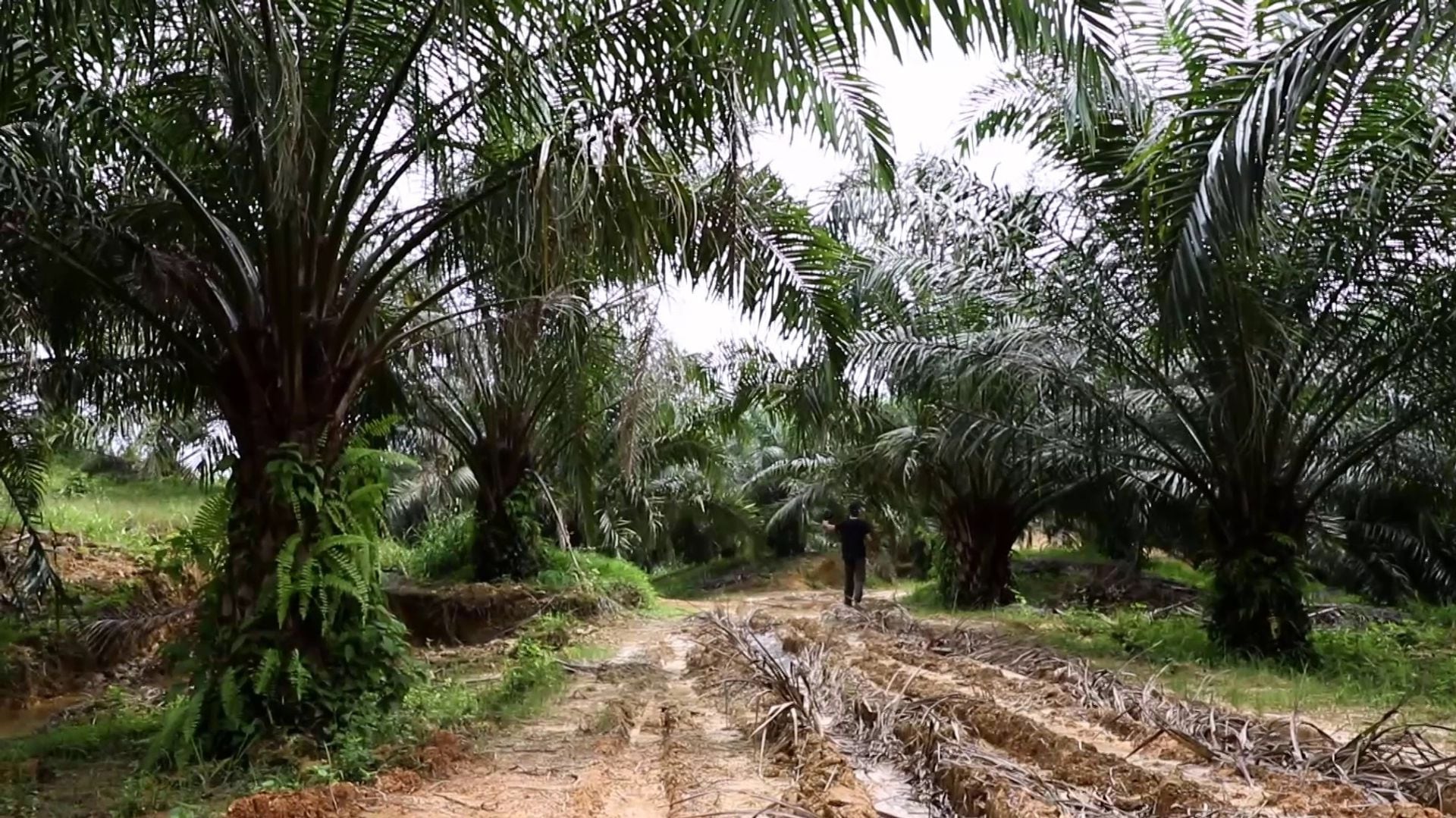 J'ai vu le scandale de l'huile de palme