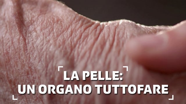 La pelle: un organo tuttofare