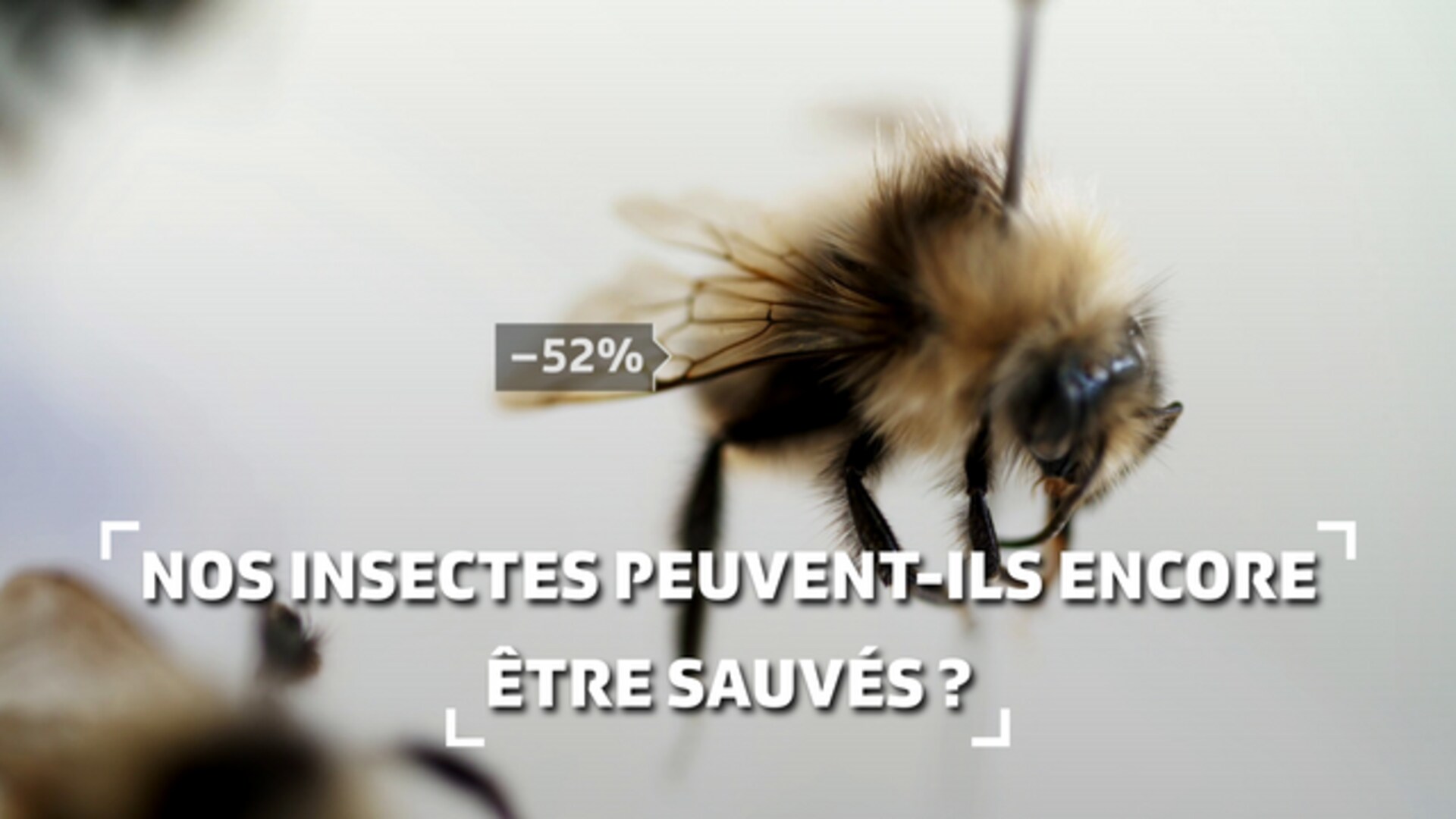 Nos insectes peuvent-ils encore être sauvés ?