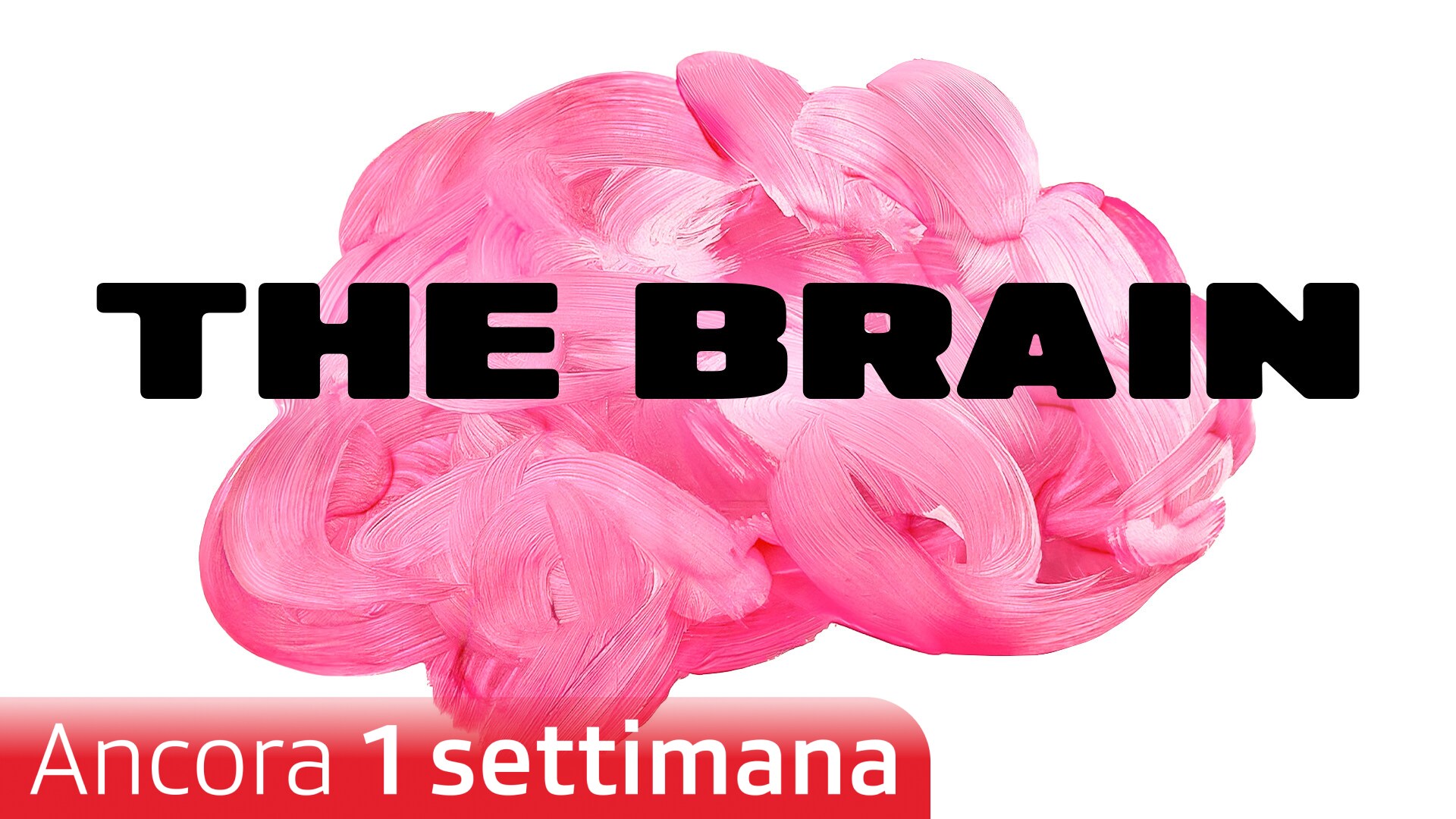 The Brain