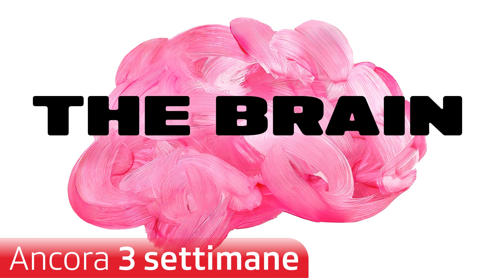 The Brain