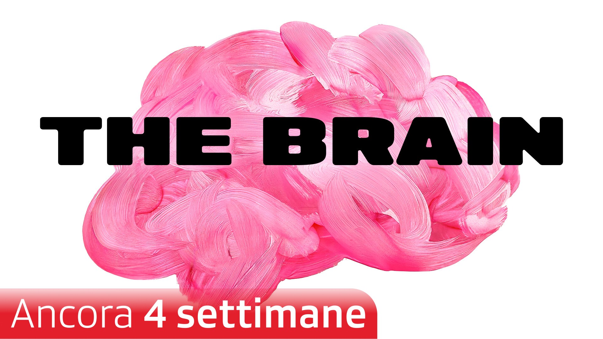 The Brain