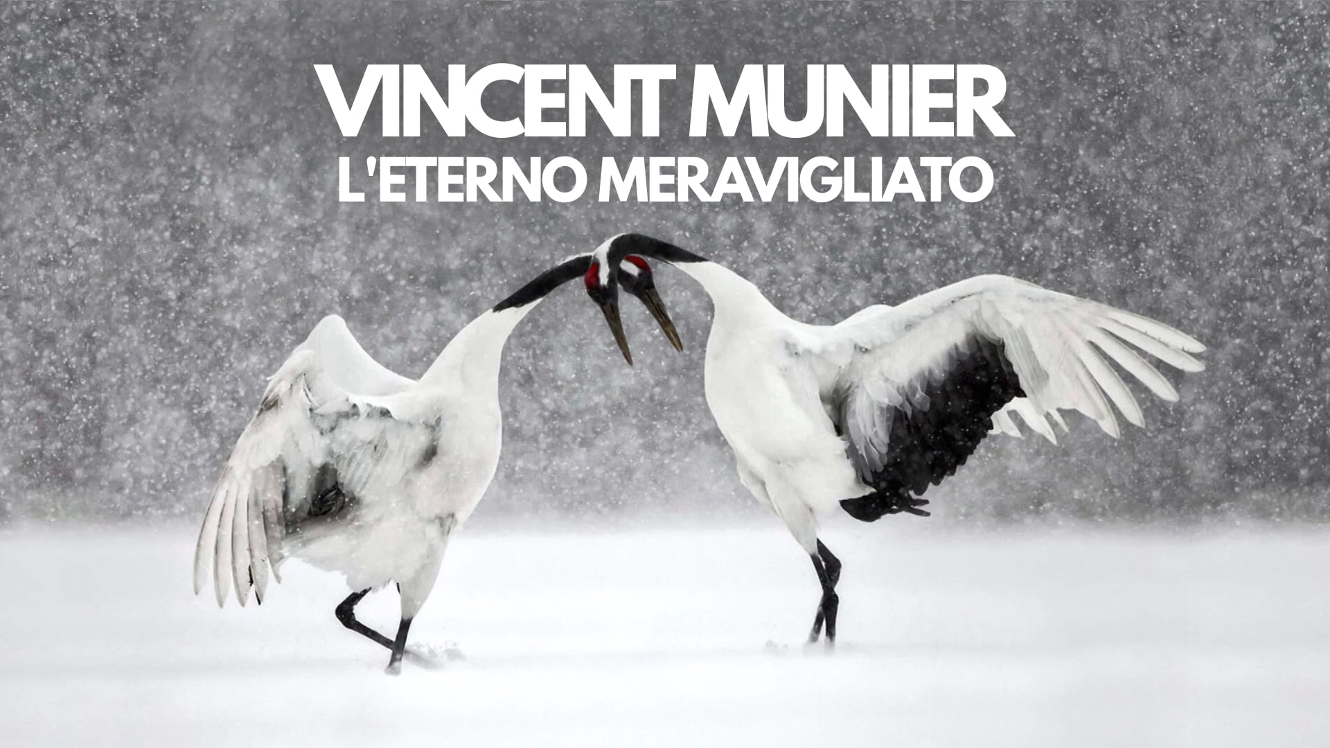 Vincent Munier, l'eterno meravigliato