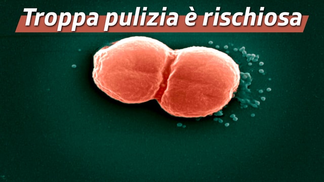 Troppa pulizia è rischiosa