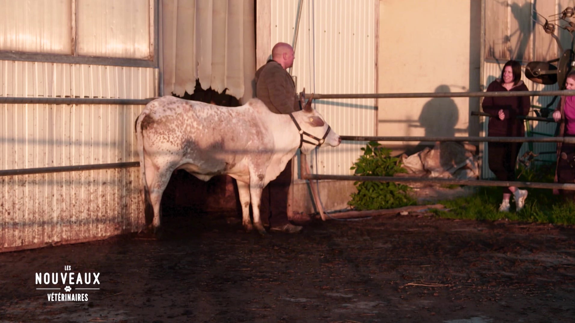 Ereignisreicher Einsatz bei einem Zebu