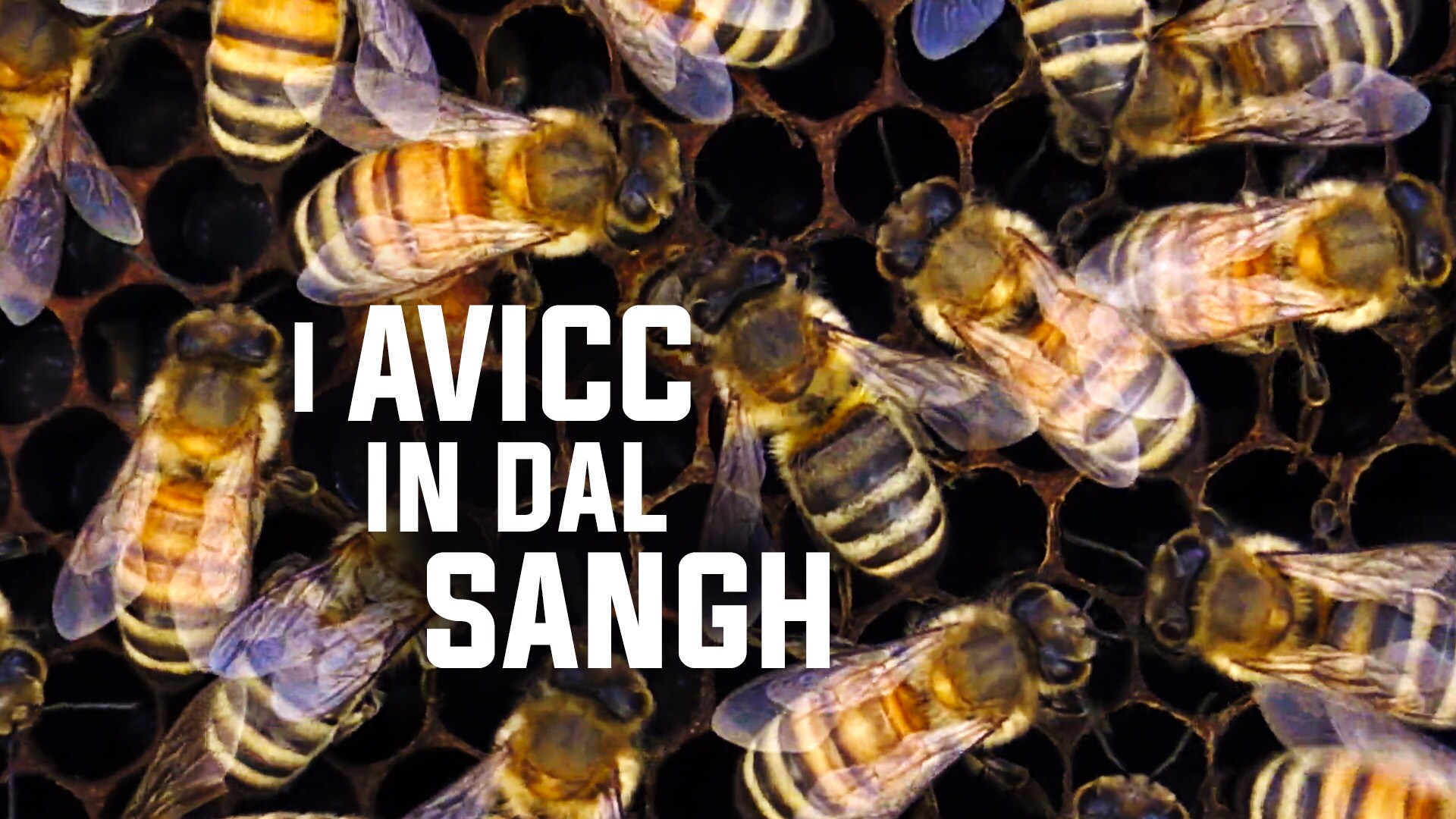 I avicc in dal sangh - Le api nel sangue