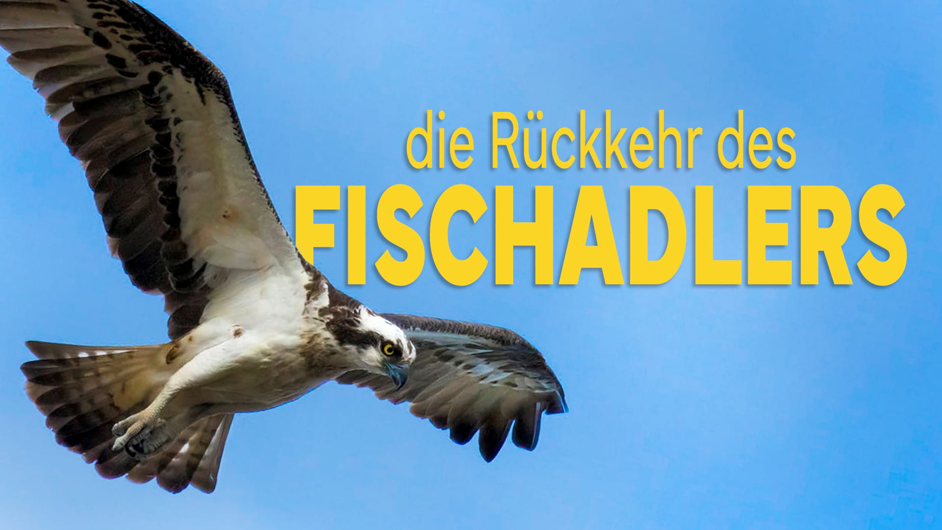 Die Rückkehr des Fischadlers