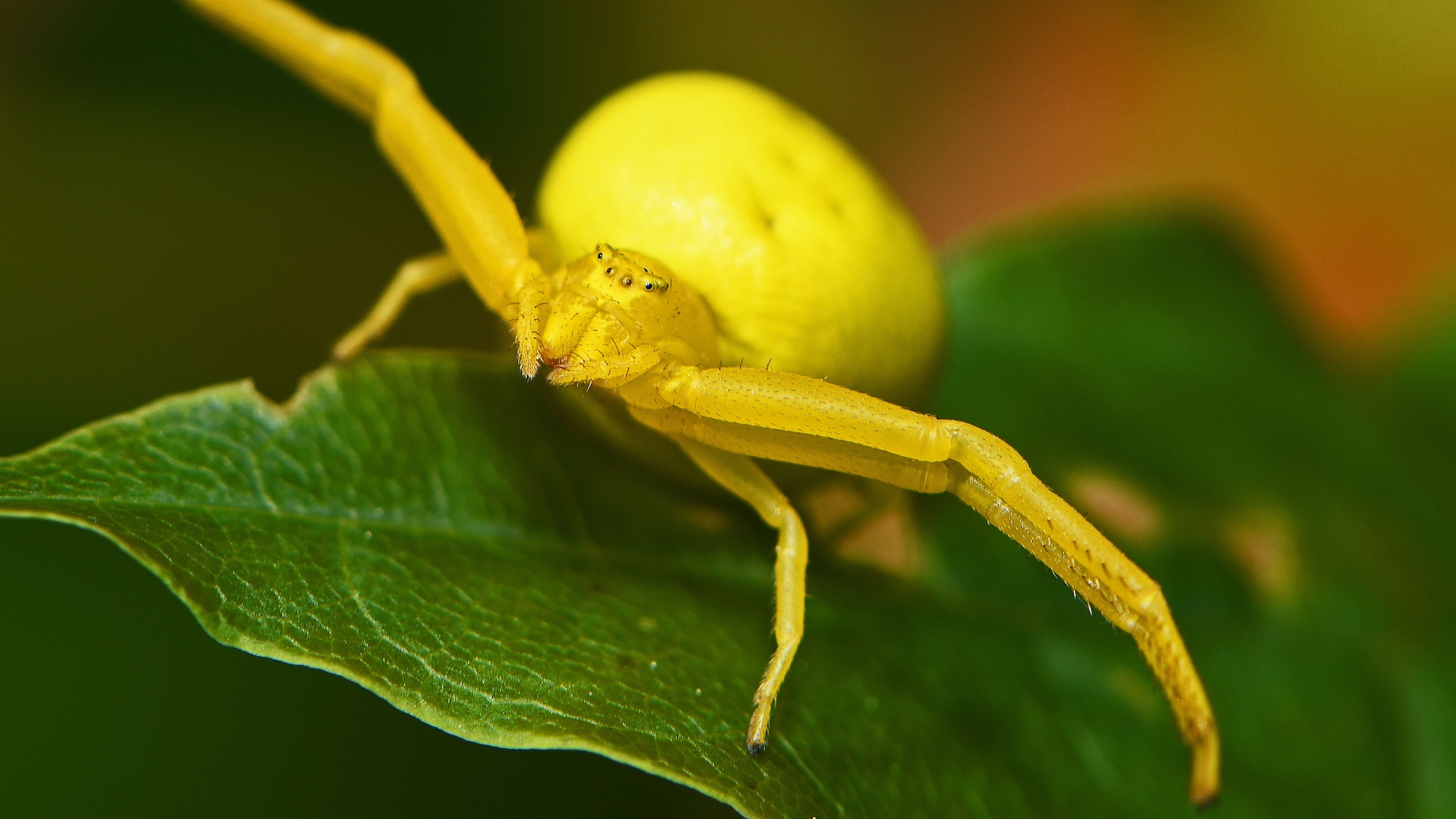 Wenn Spinnen zu Chamäleons werden und Bienen Regen voraussagen