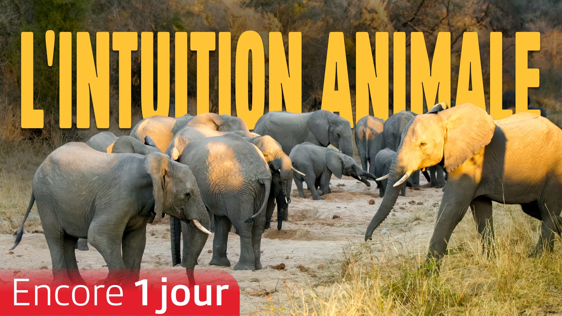 L'intuition animale