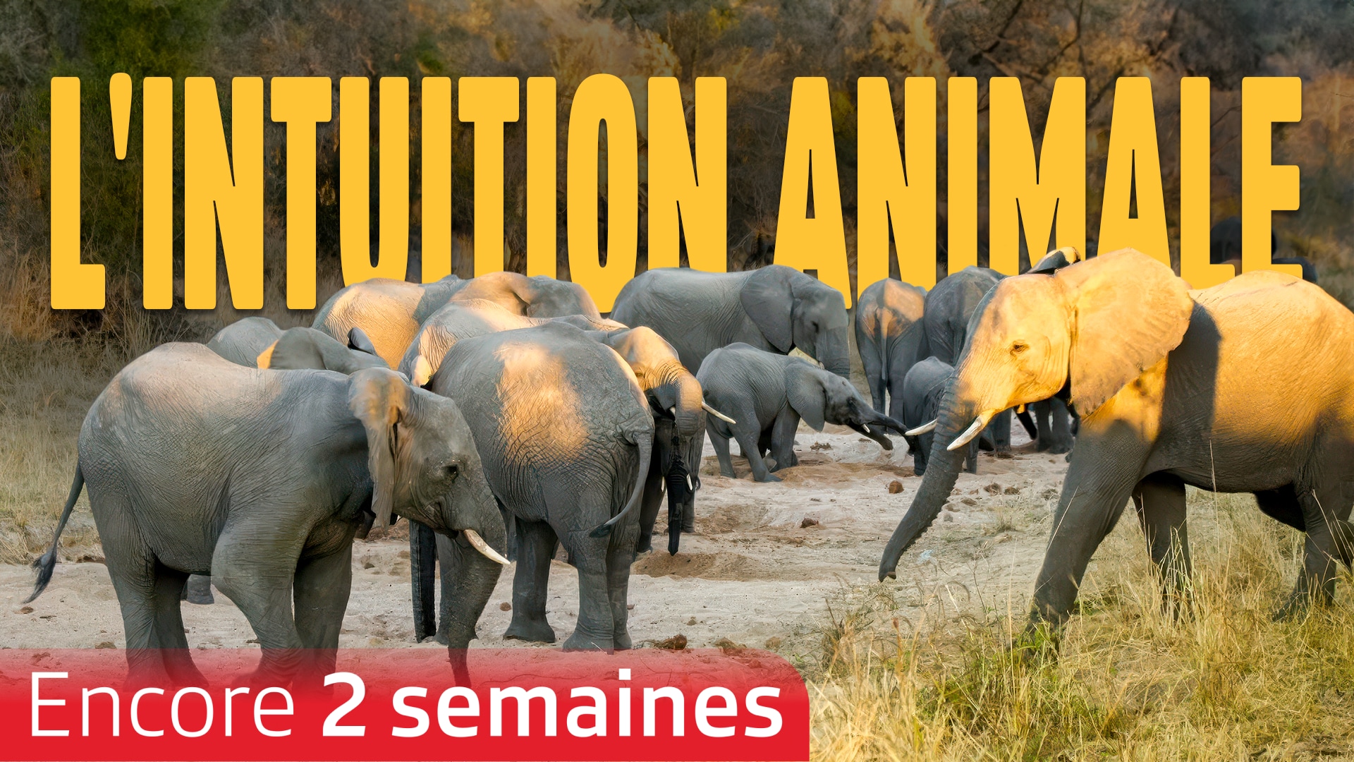 L'intuition animale
