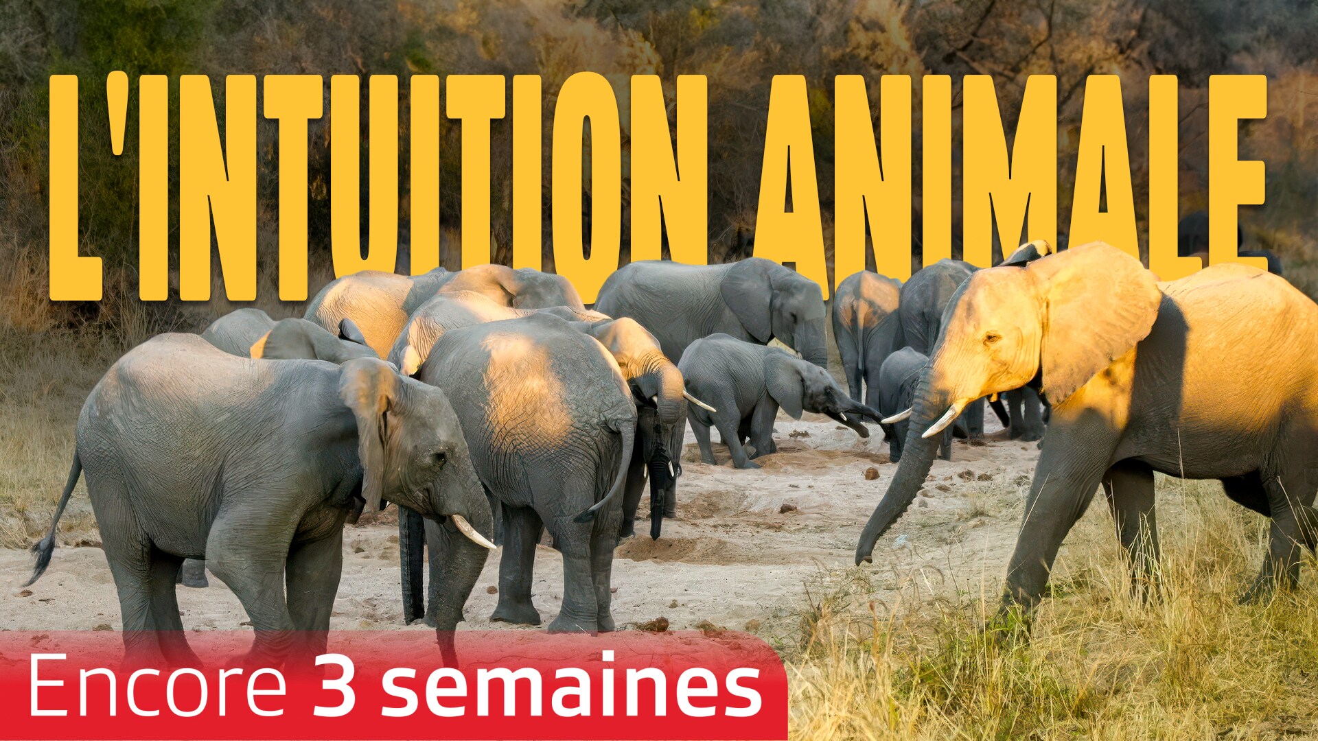 L'intuition animale