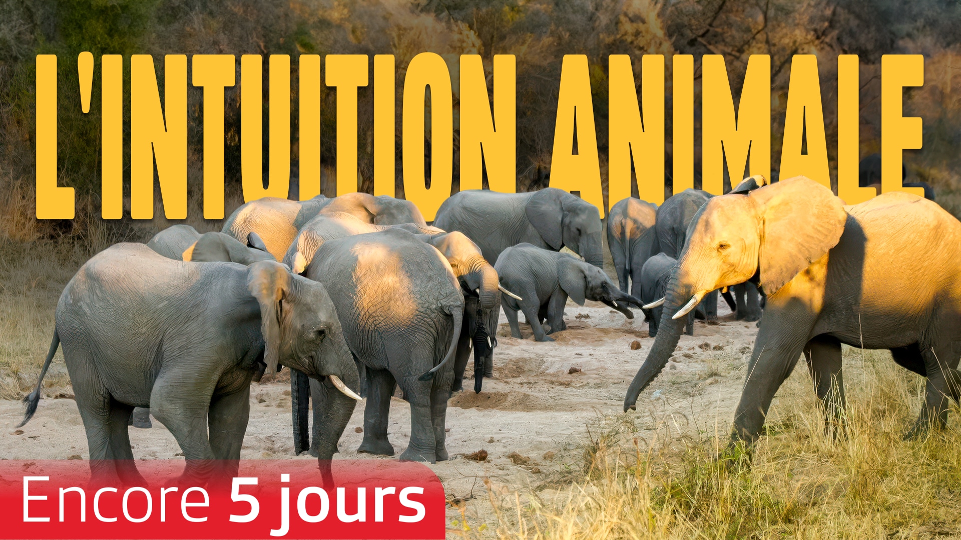 L'intuition animale