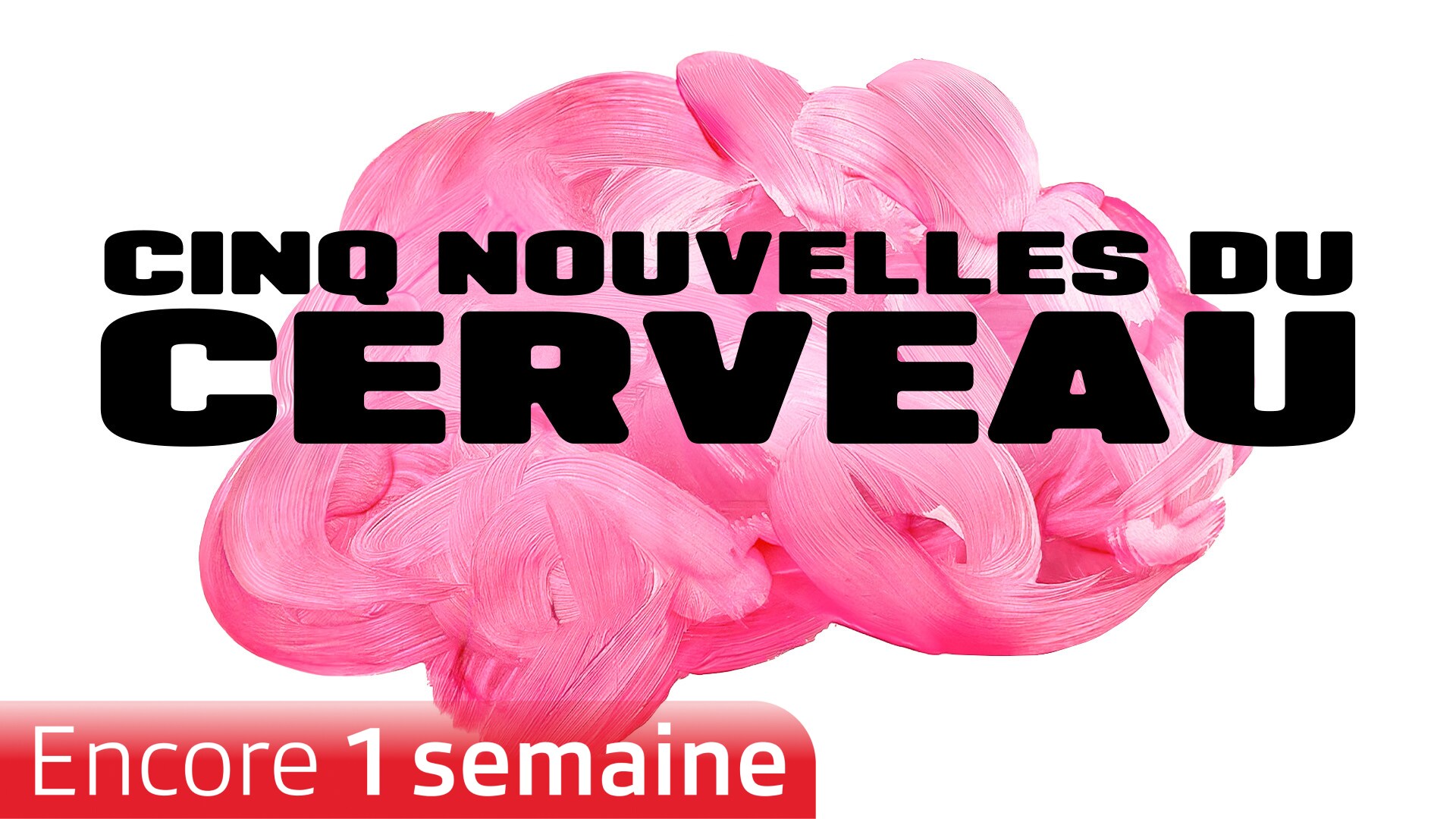 Cinq nouvelles du cerveau