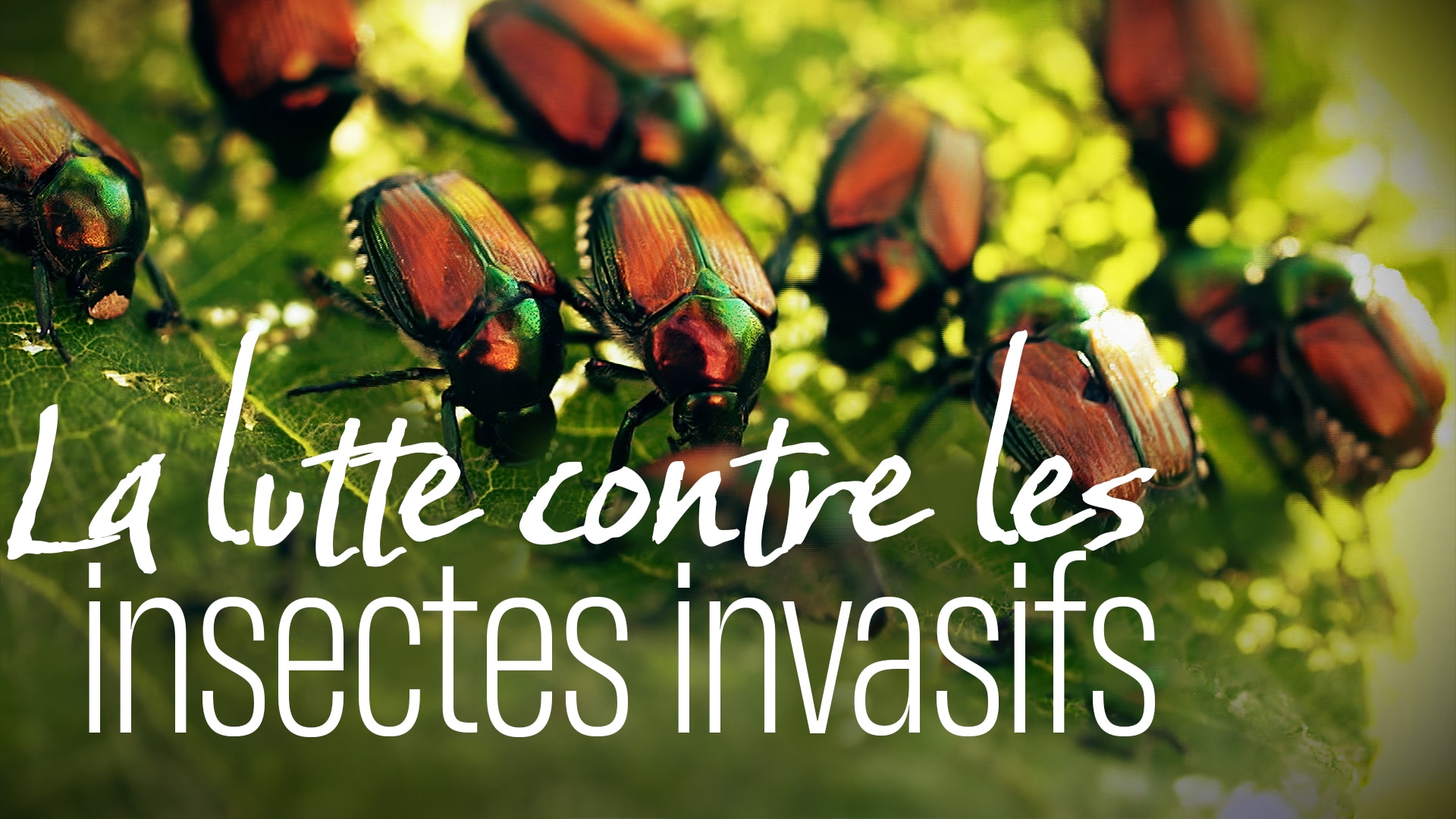 La lutte contre les insectes invasifs