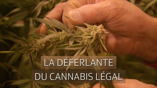 La déferlante du cannabis légal