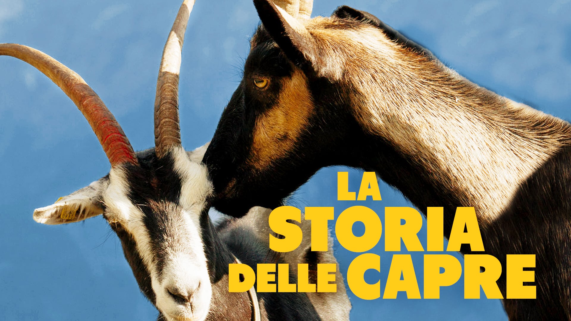 La storia delle capre - Seconda parte