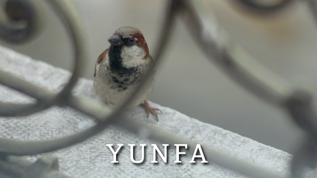 Yunfa