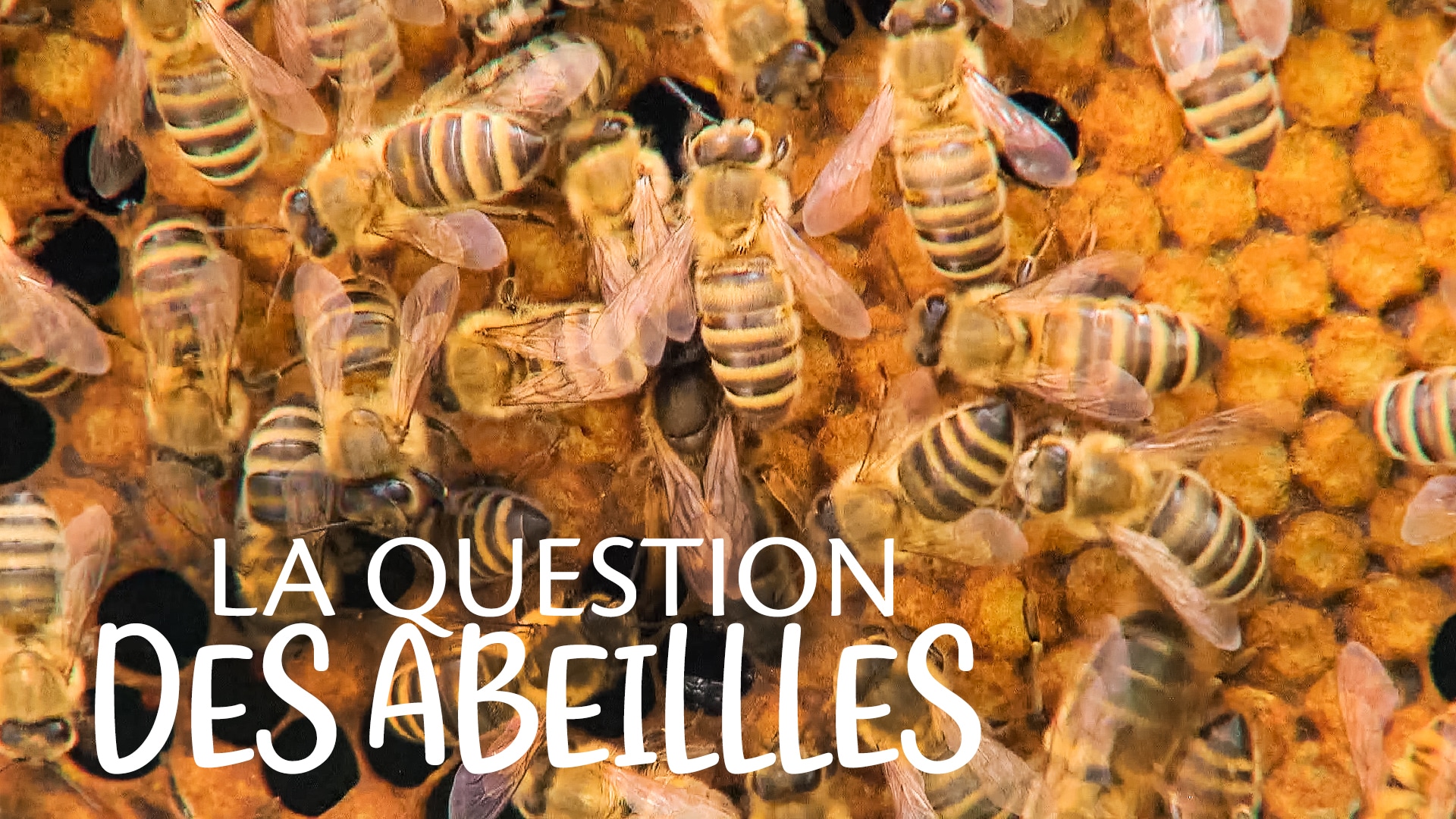 La question des abeilles