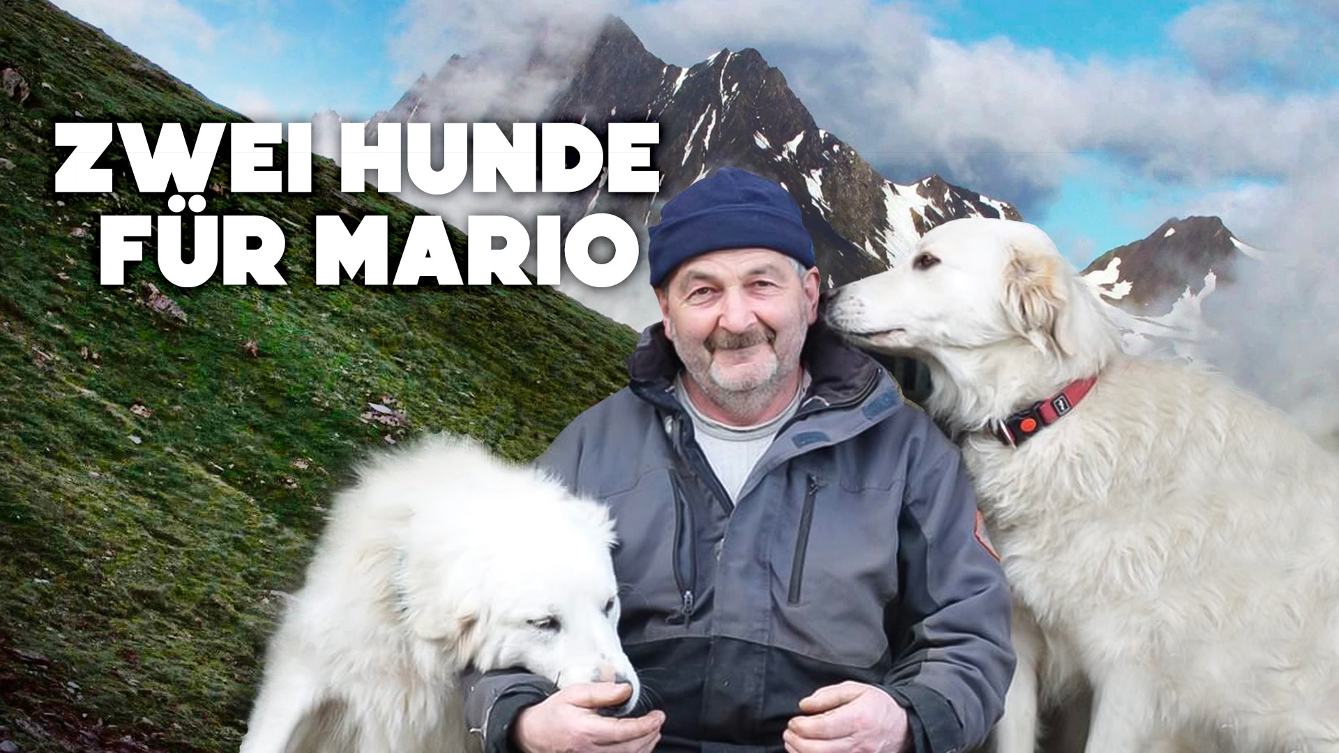 Zwei Hunde für Mario