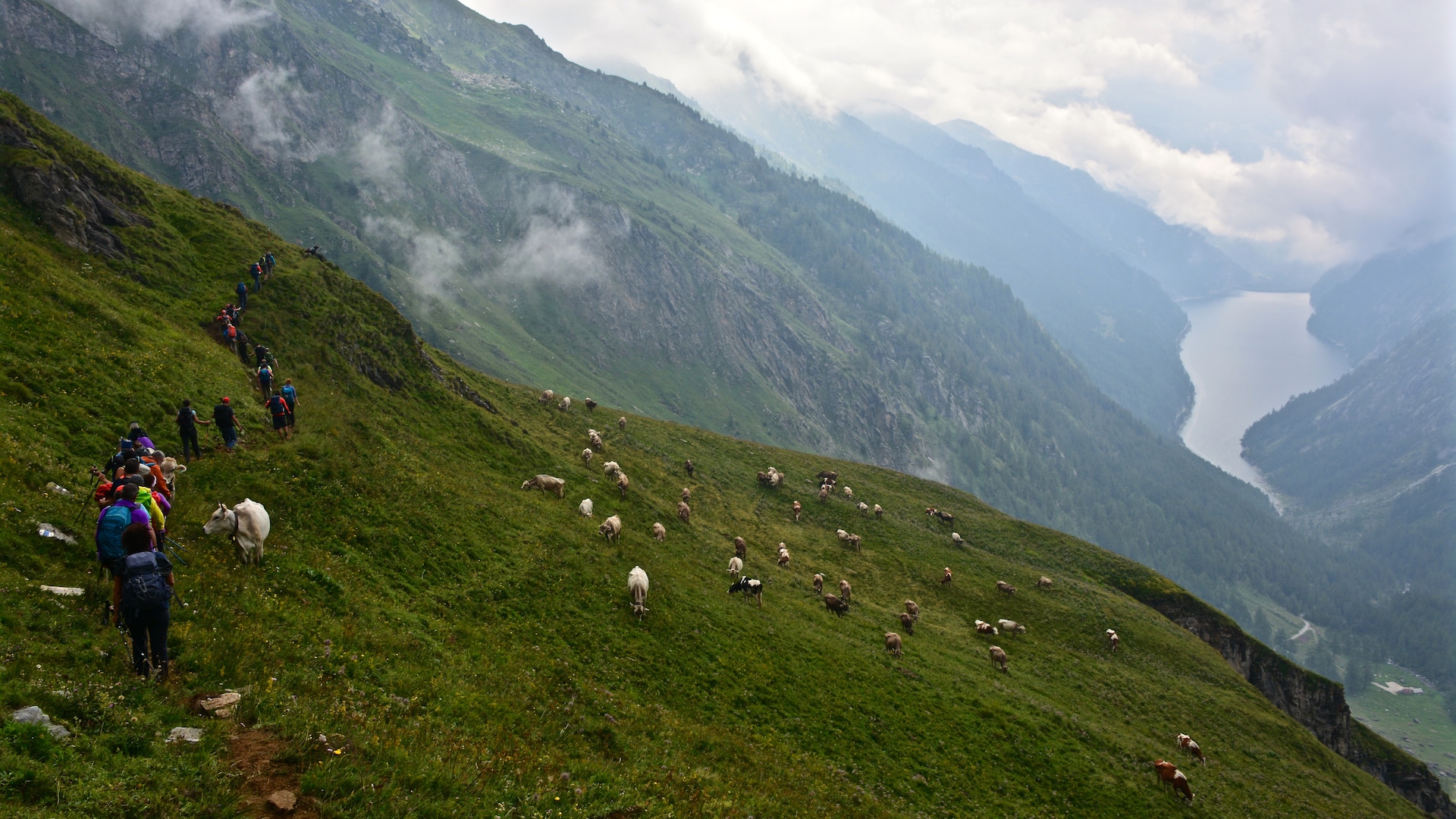 Alpen-Astern und fleischfressende Pflanzen