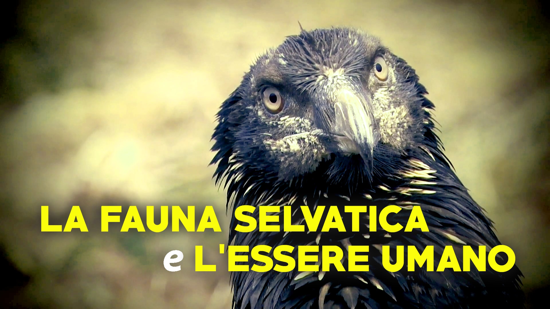 La fauna selvatica e l'essere umano