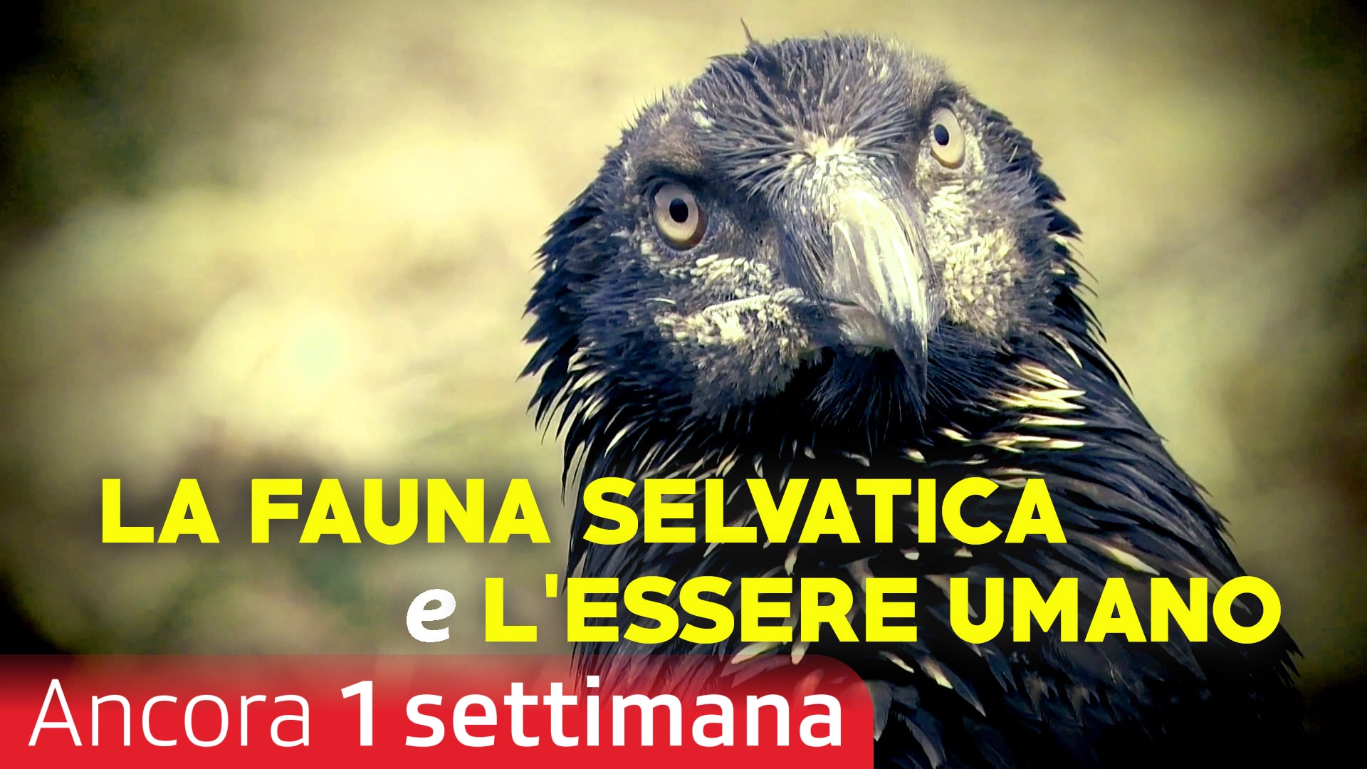La fauna selvatica e l'essere umano
