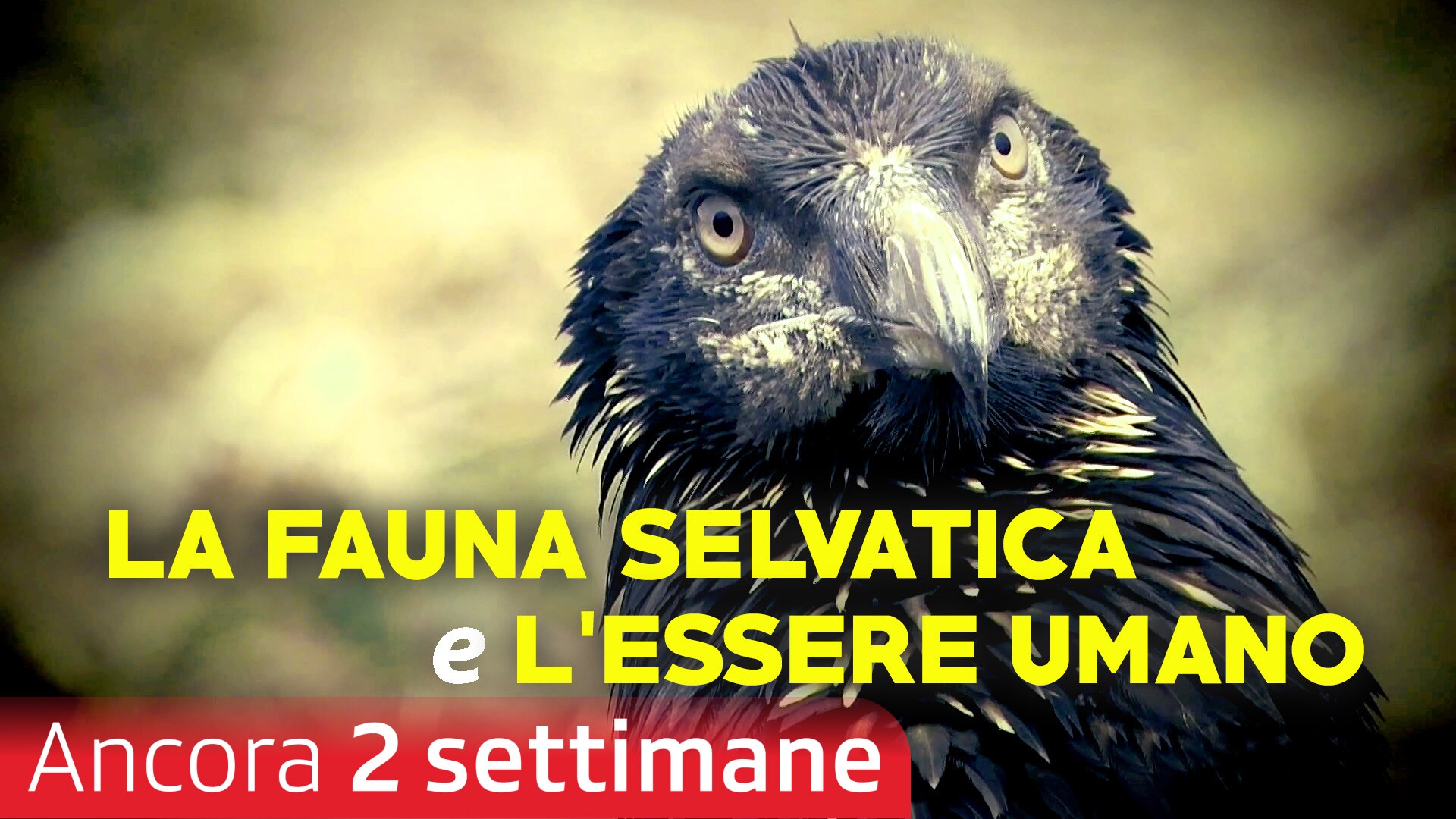 La fauna selvatica e l'essere umano