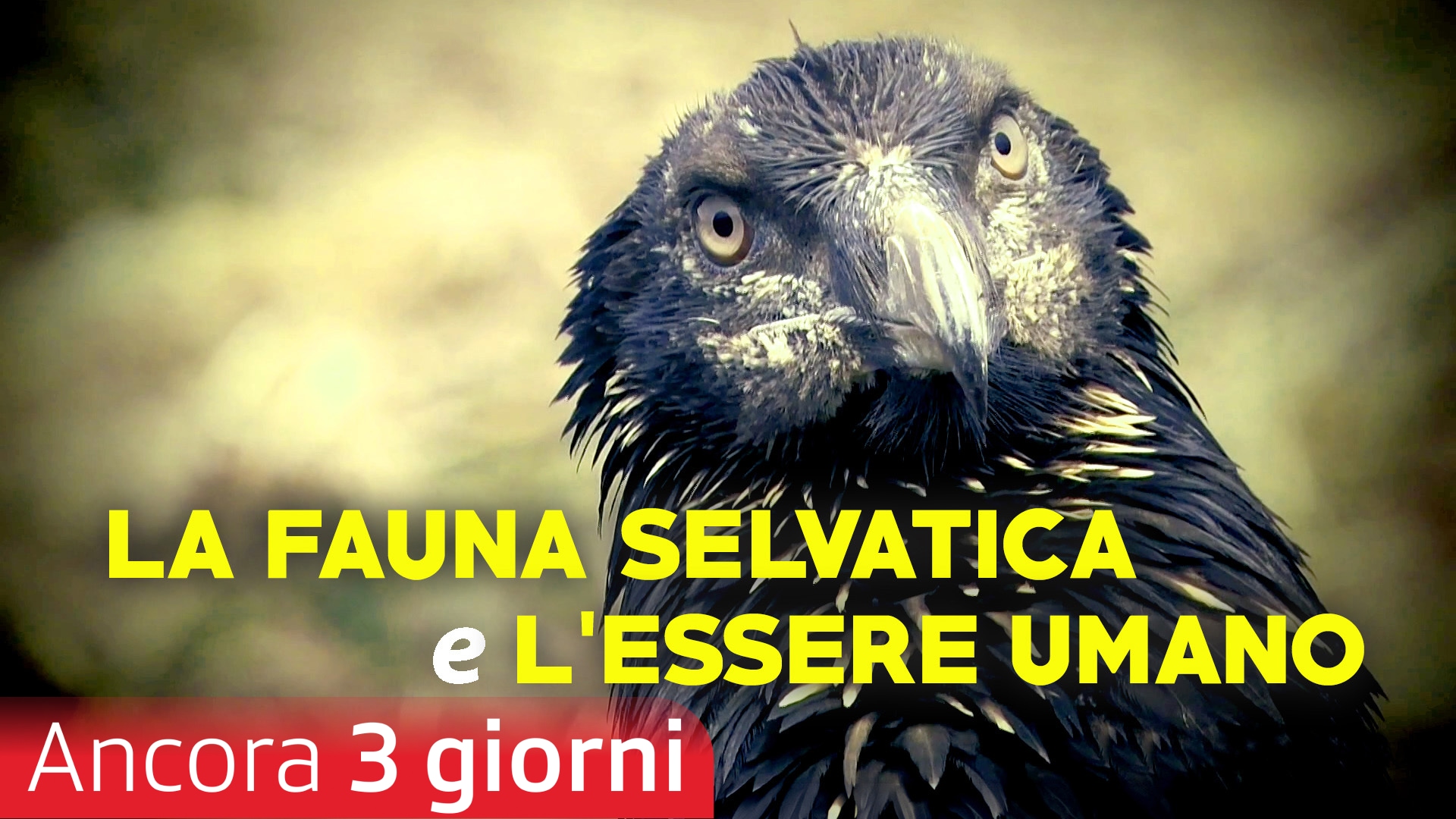 La fauna selvatica e l'essere umano