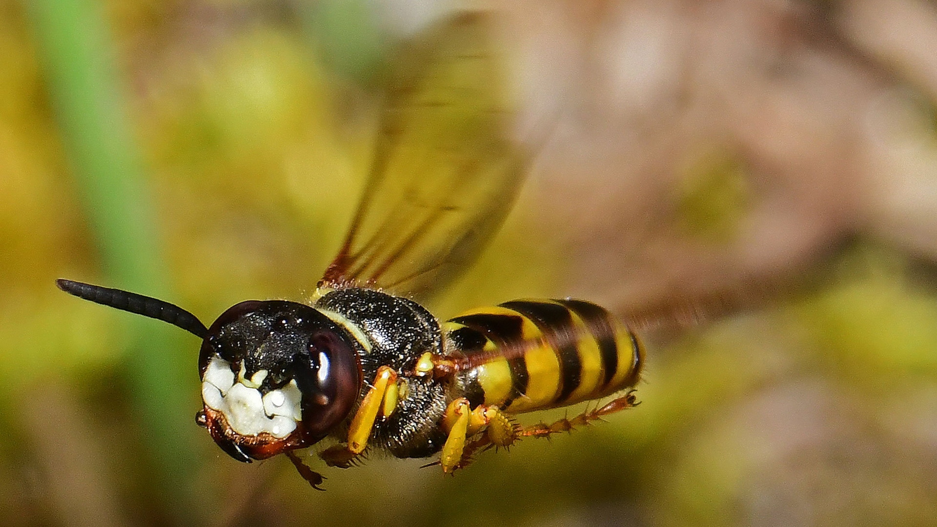 True Crime: Mord und Todschlag im Insektenreich