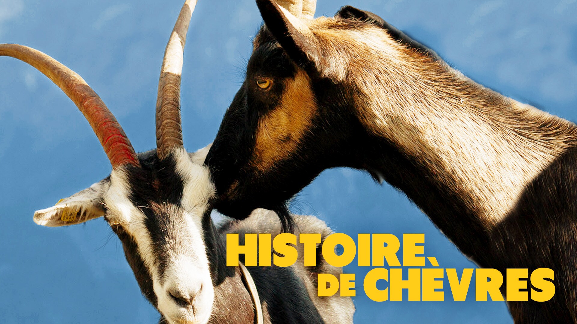 Histoire de chèvres