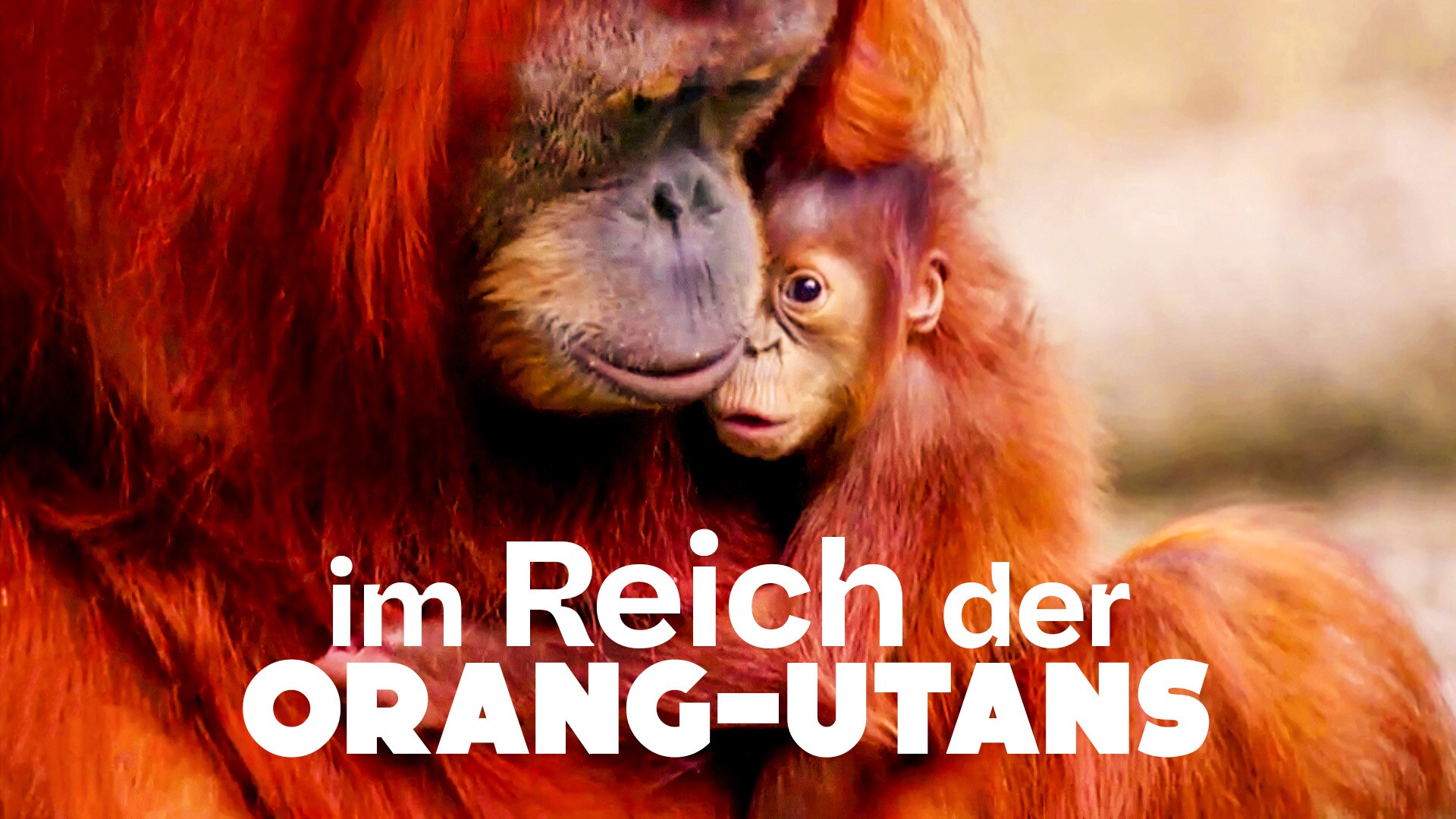 Im Reich der Orang-Utans