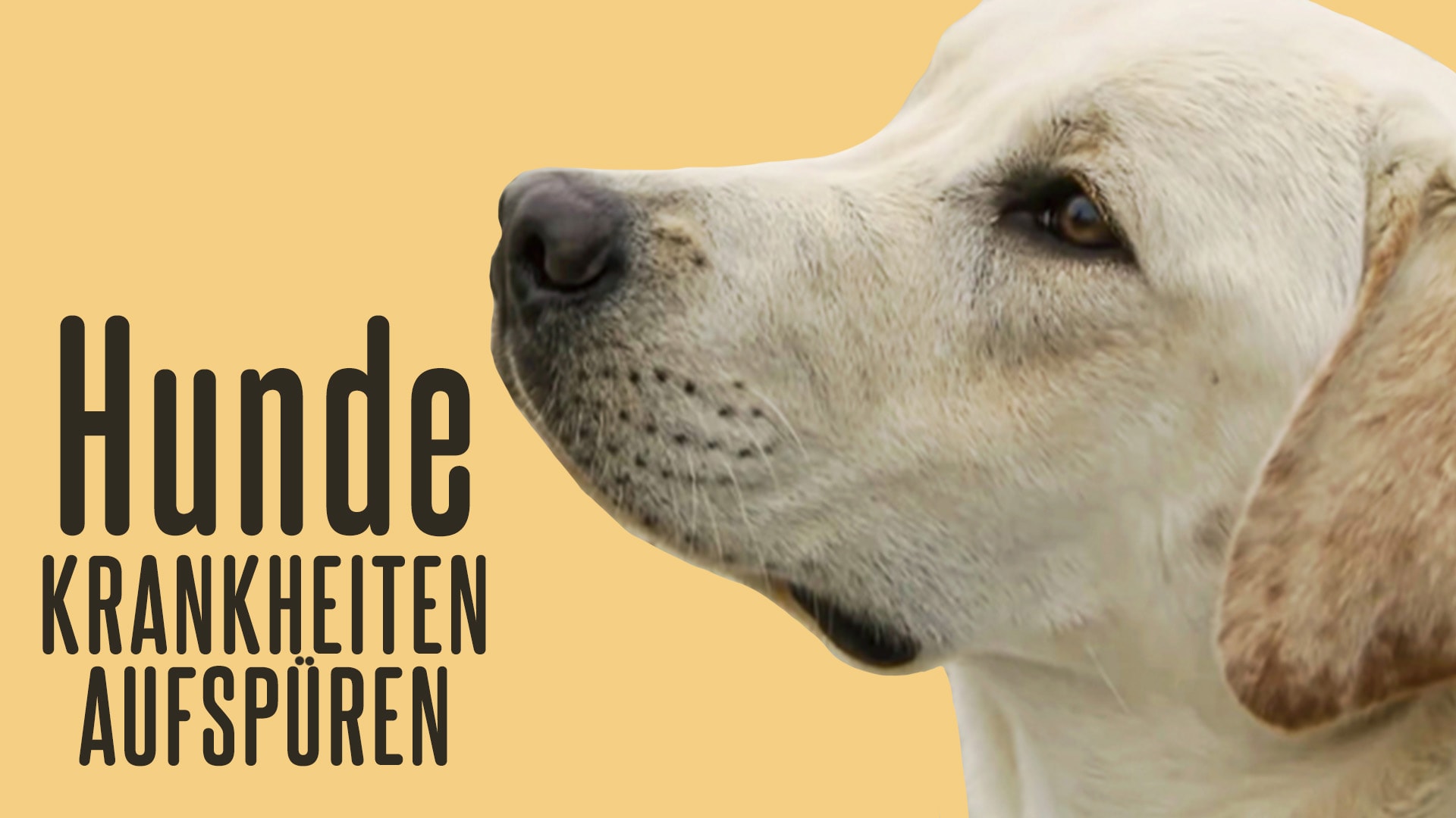 Hunde, die Krankheiten aufspüren