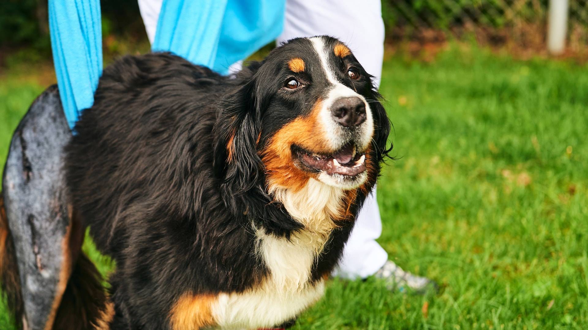 Minnie, il cane investito da un trattore