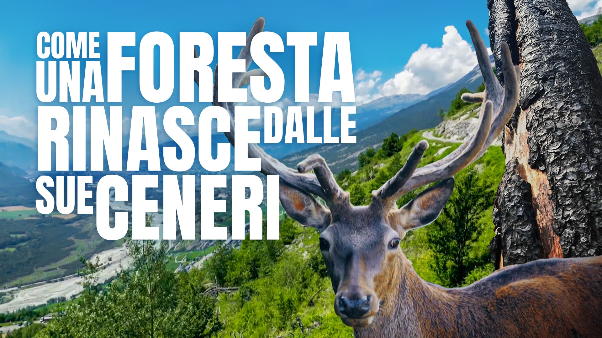 Come una foresta rinasce dalle sue ceneri