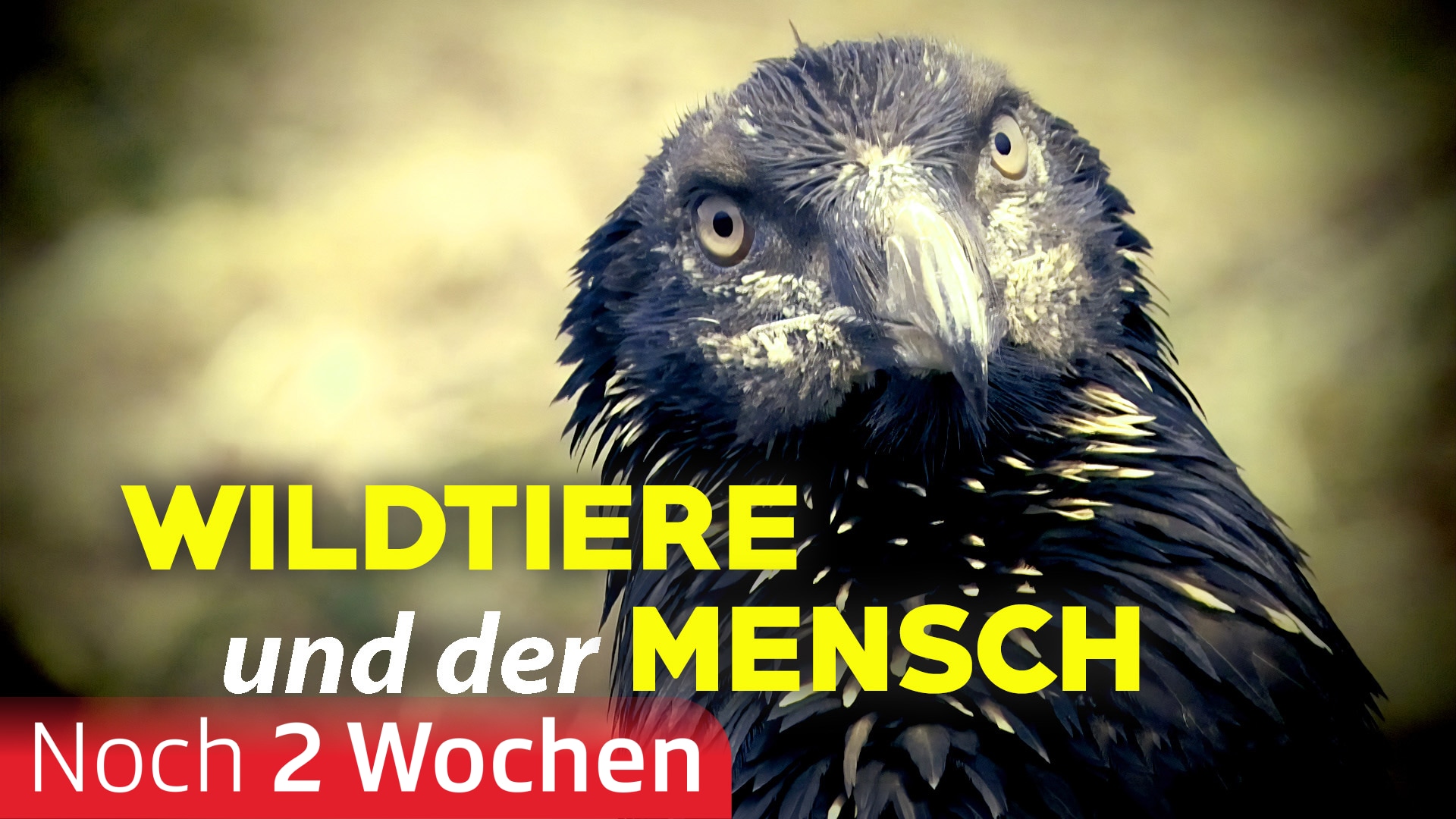 Wildtiere und der Mensch