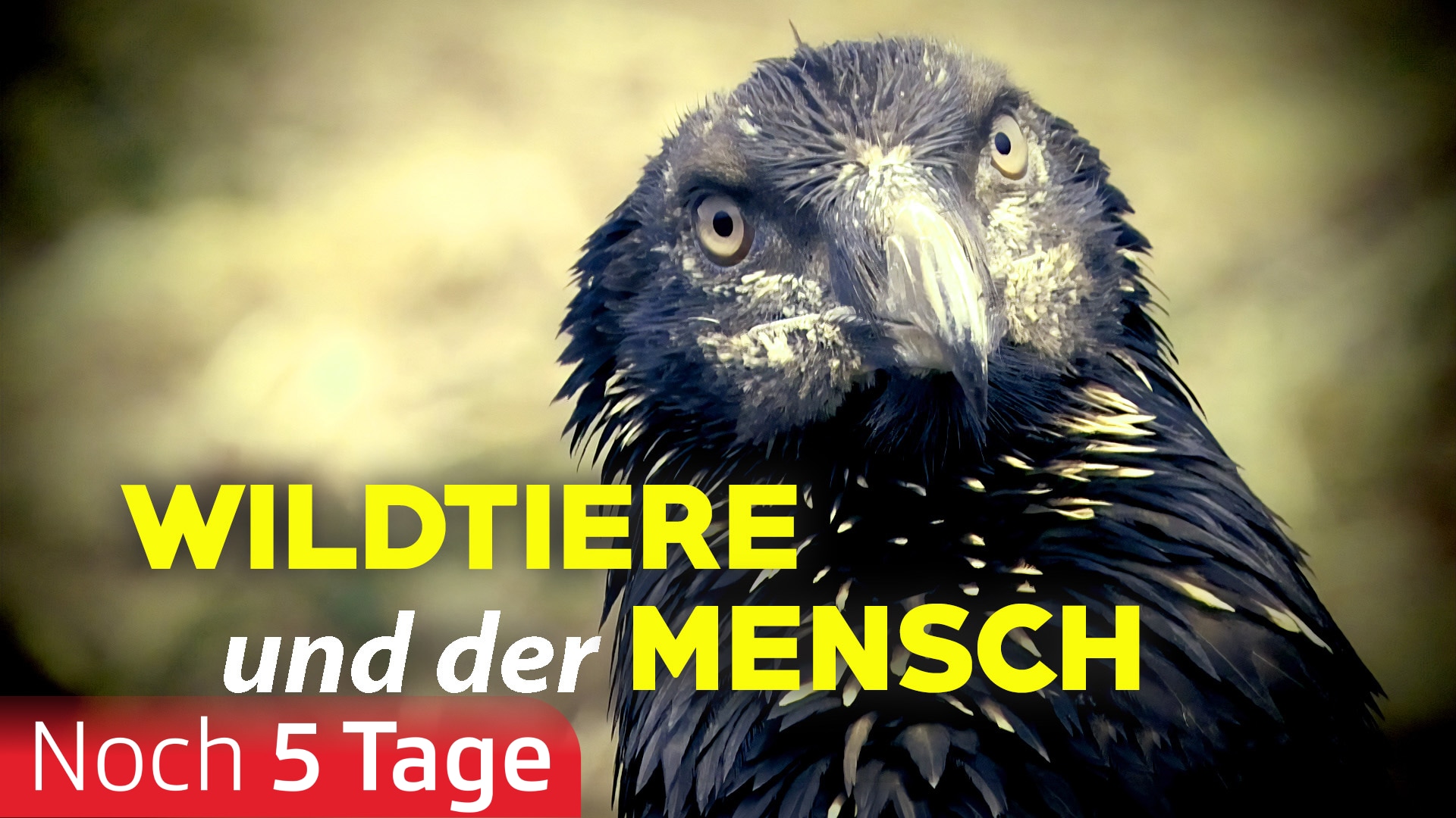 Wildtiere und der Mensch