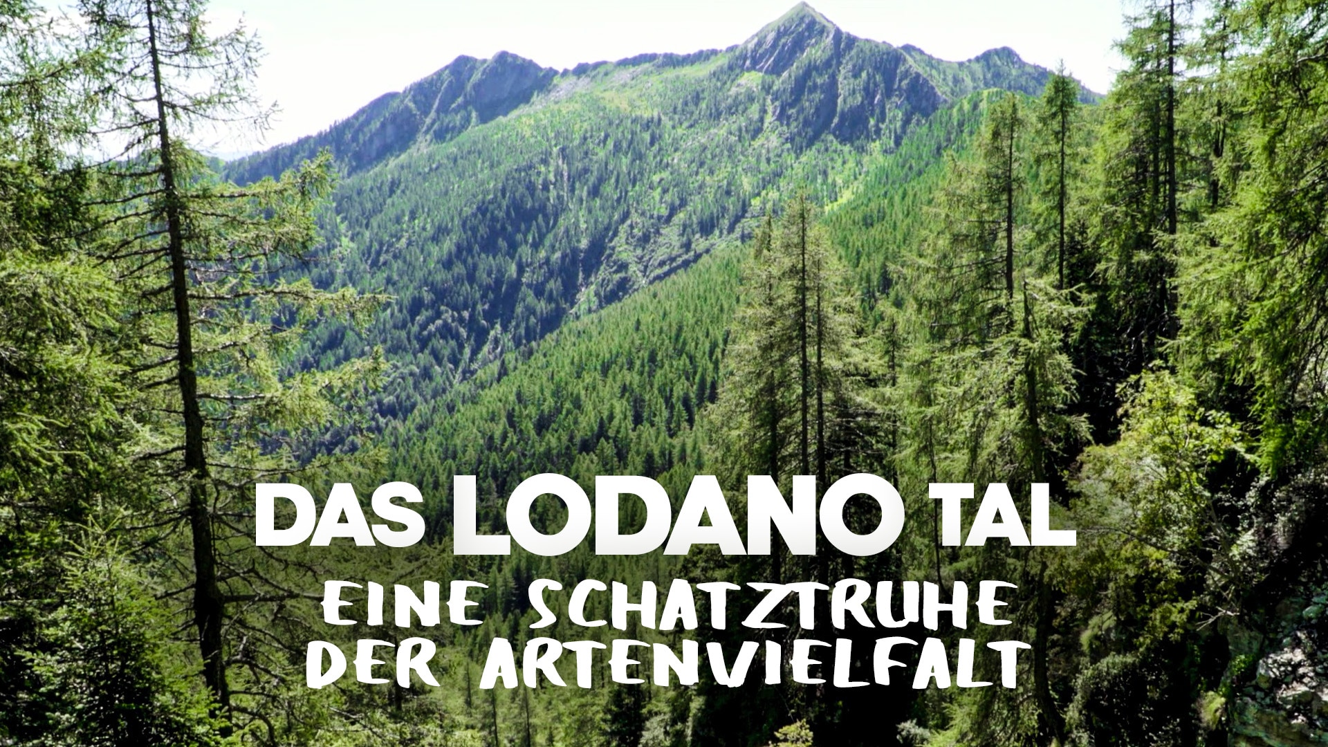 Das Lodano-Tal, eine Schatztruhe der Artenvielfalt