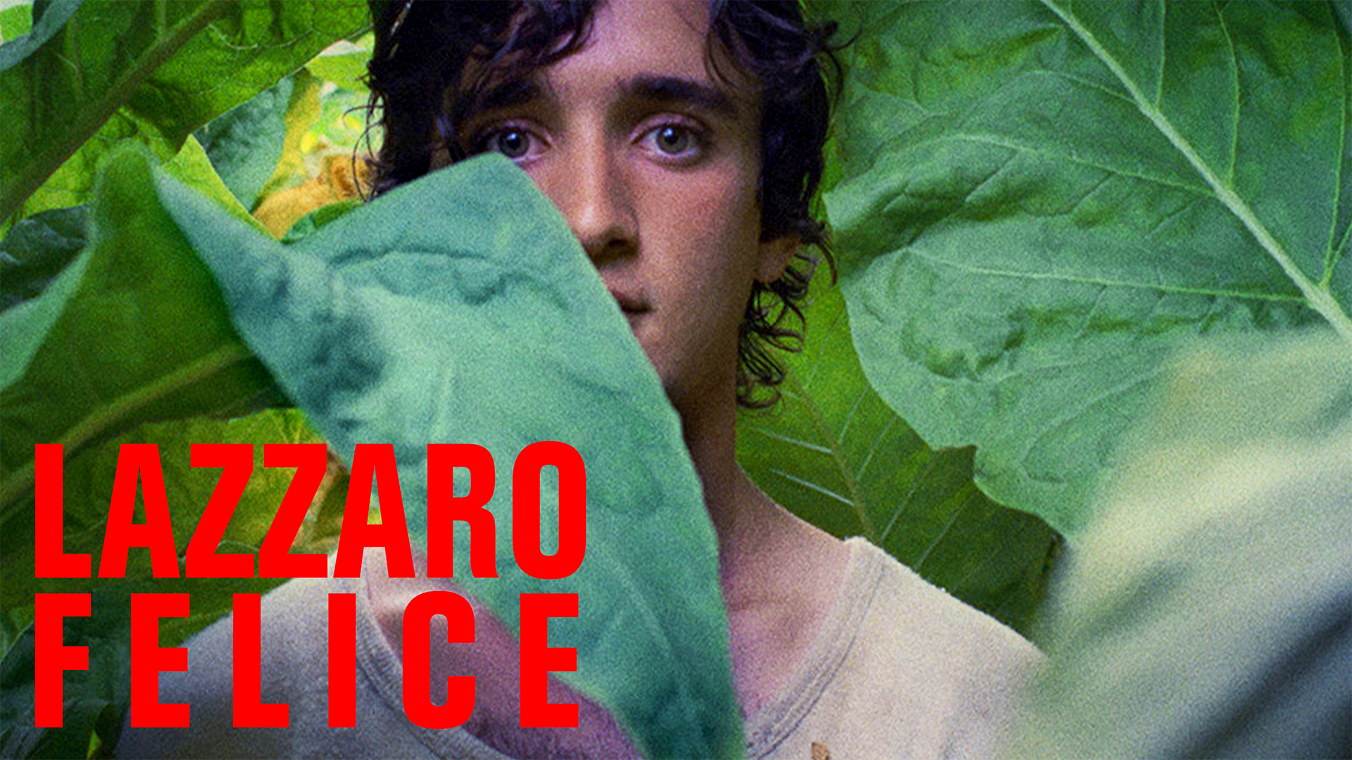 Lazzaro felice