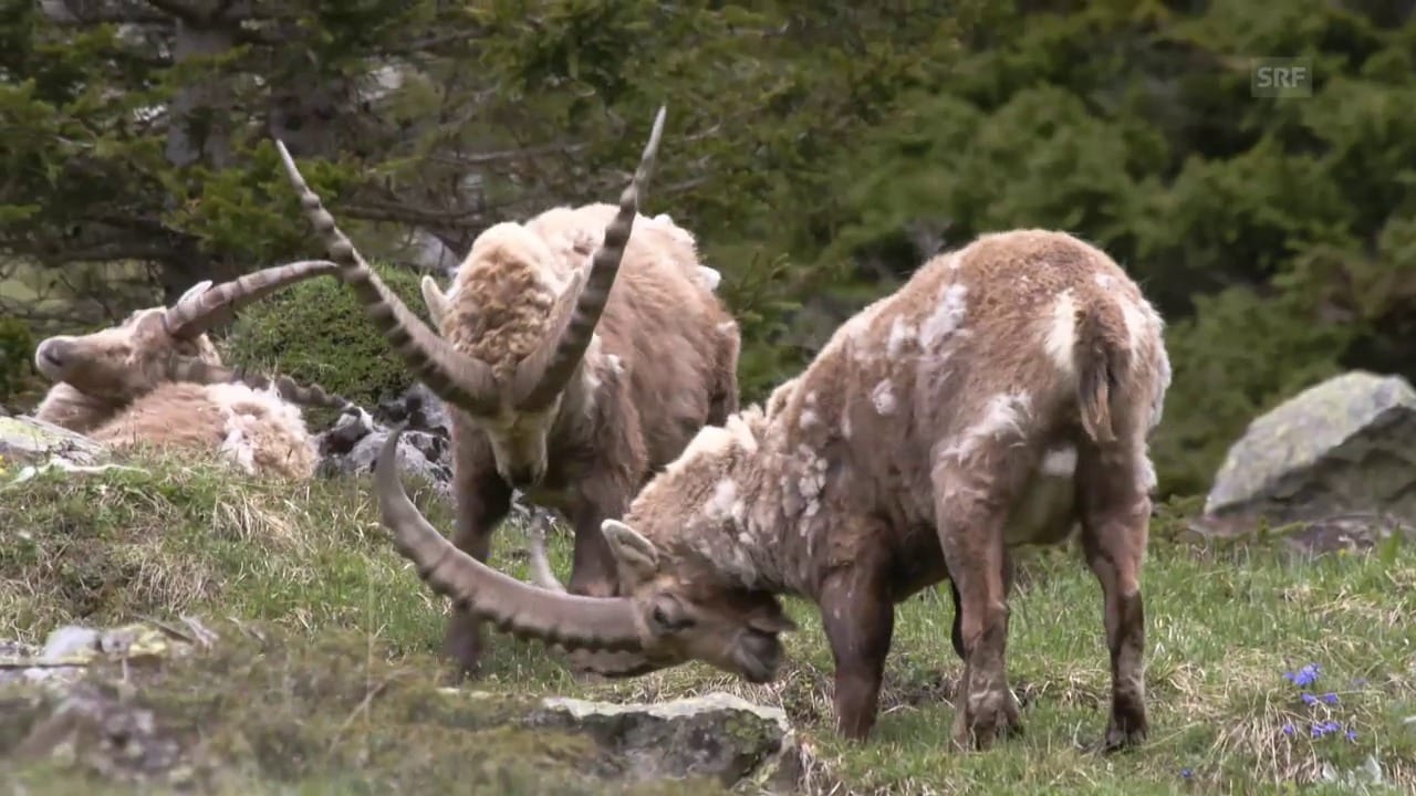 Kandersteg BE Teil 2