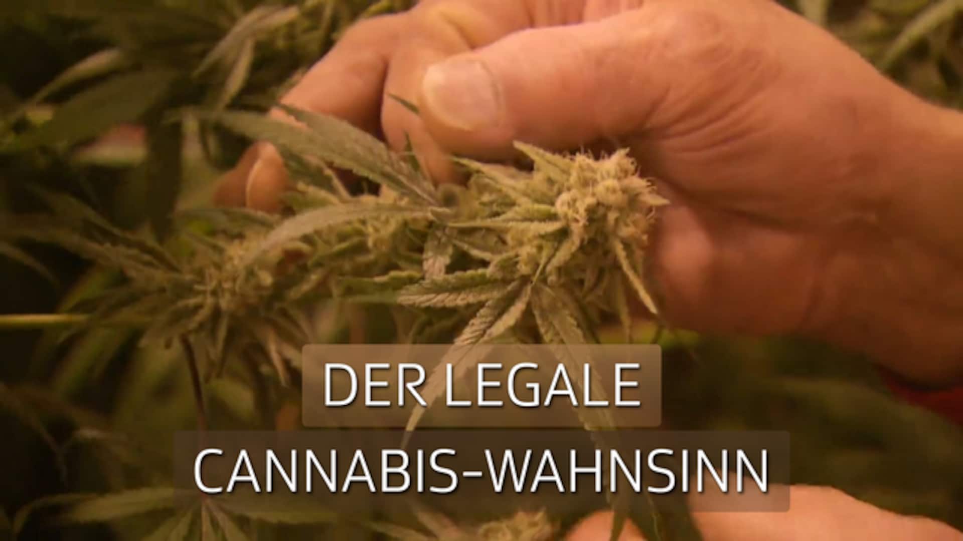 Der legale Cannabis-Wahnsinn