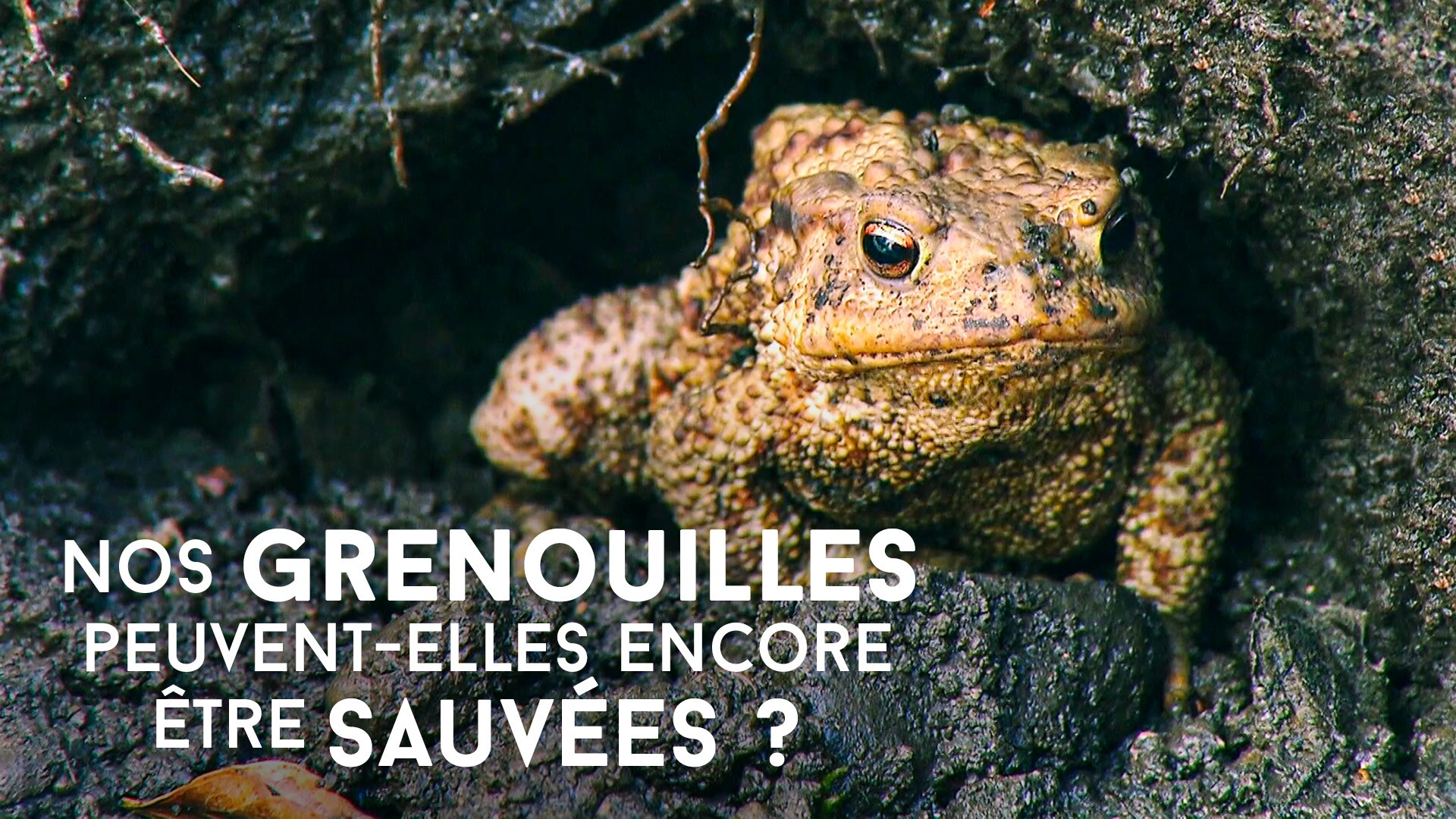 Nos grenouilles peuvent-elles encore être sauvées ?