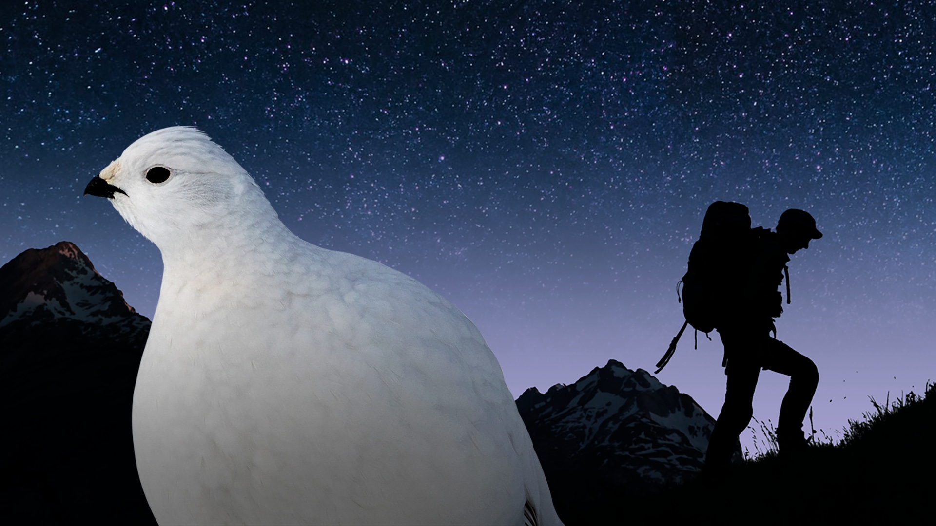 Pernice bianca, uccello delle nevi